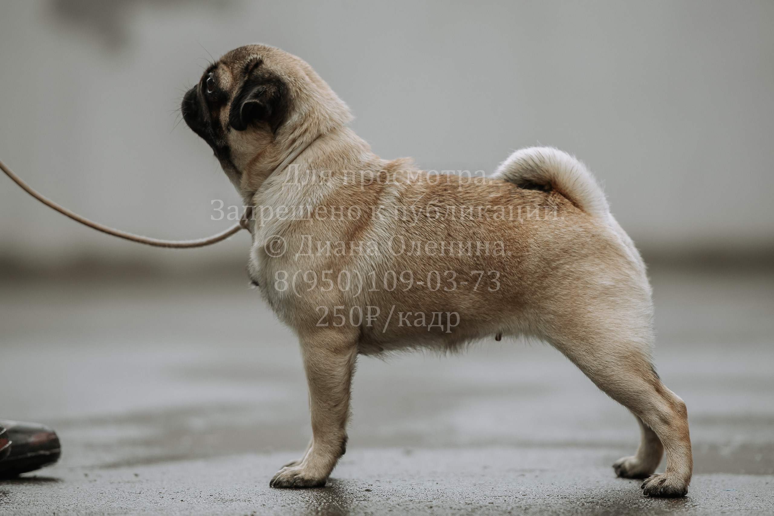 Выставка собак Братск 3 сентября 2022 Фаворит. Фотограф Диана Оленина Красноярск / Братск