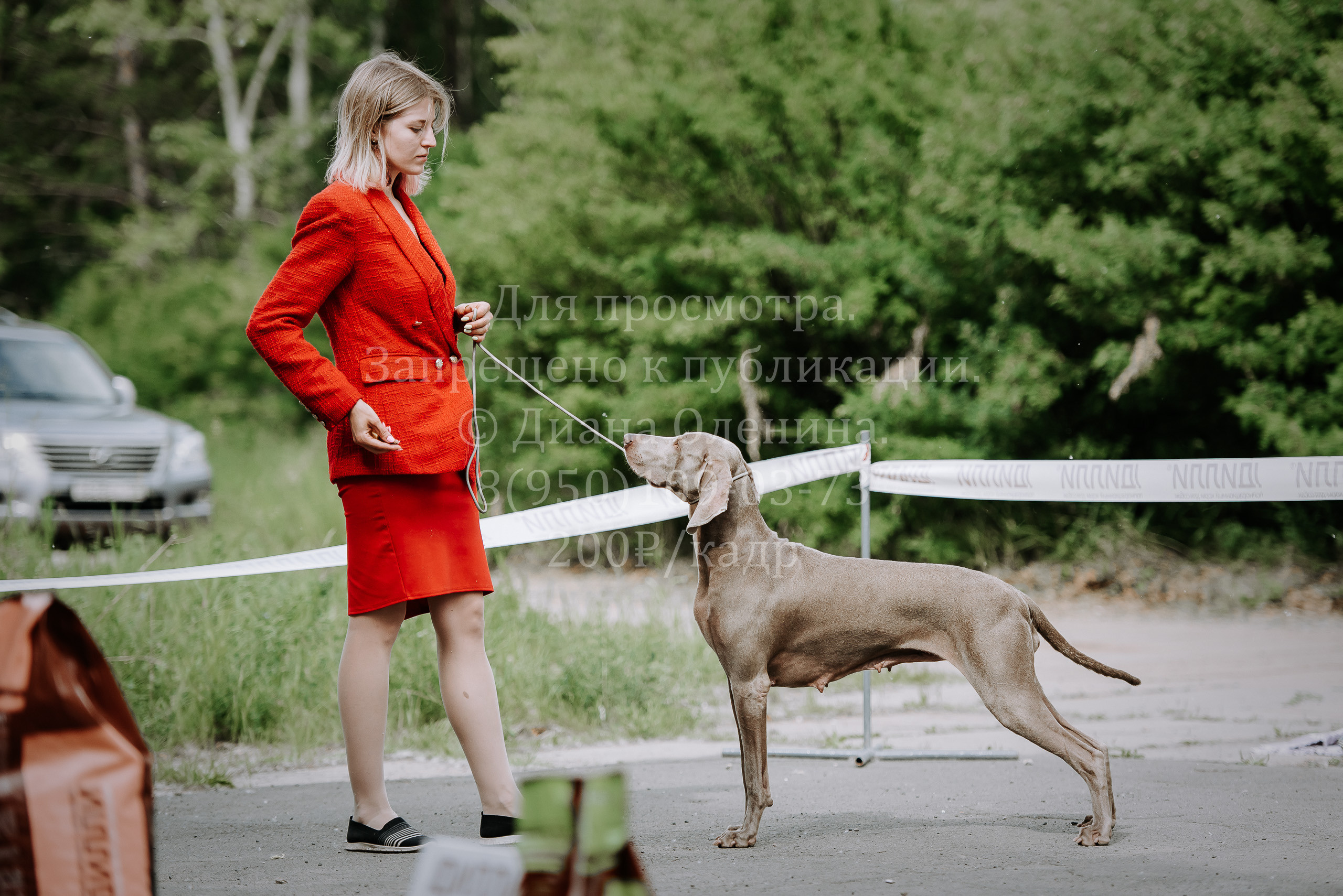 25 июня 2022 г. Братск БГОО КЛС Континенталь. Выставка собак. Фотограф Диана Оленина Красноярск / Братск