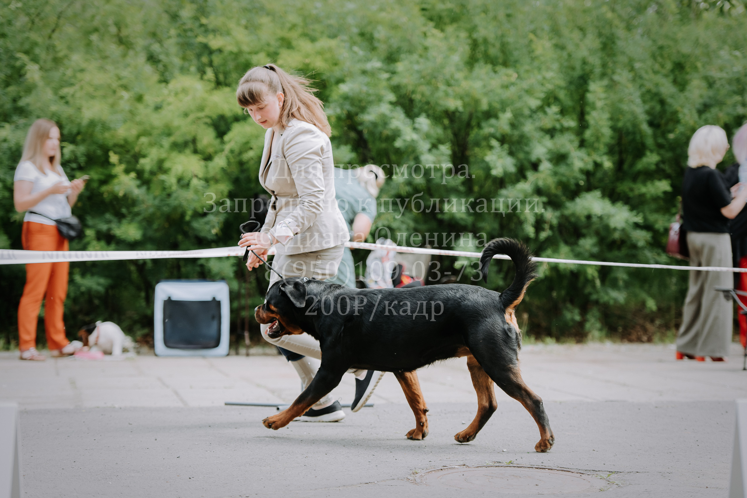 25 июня 2022 г. Братск БГОО КЛС Континенталь. Выставка собак. Фотограф Диана Оленина Красноярск / Братск