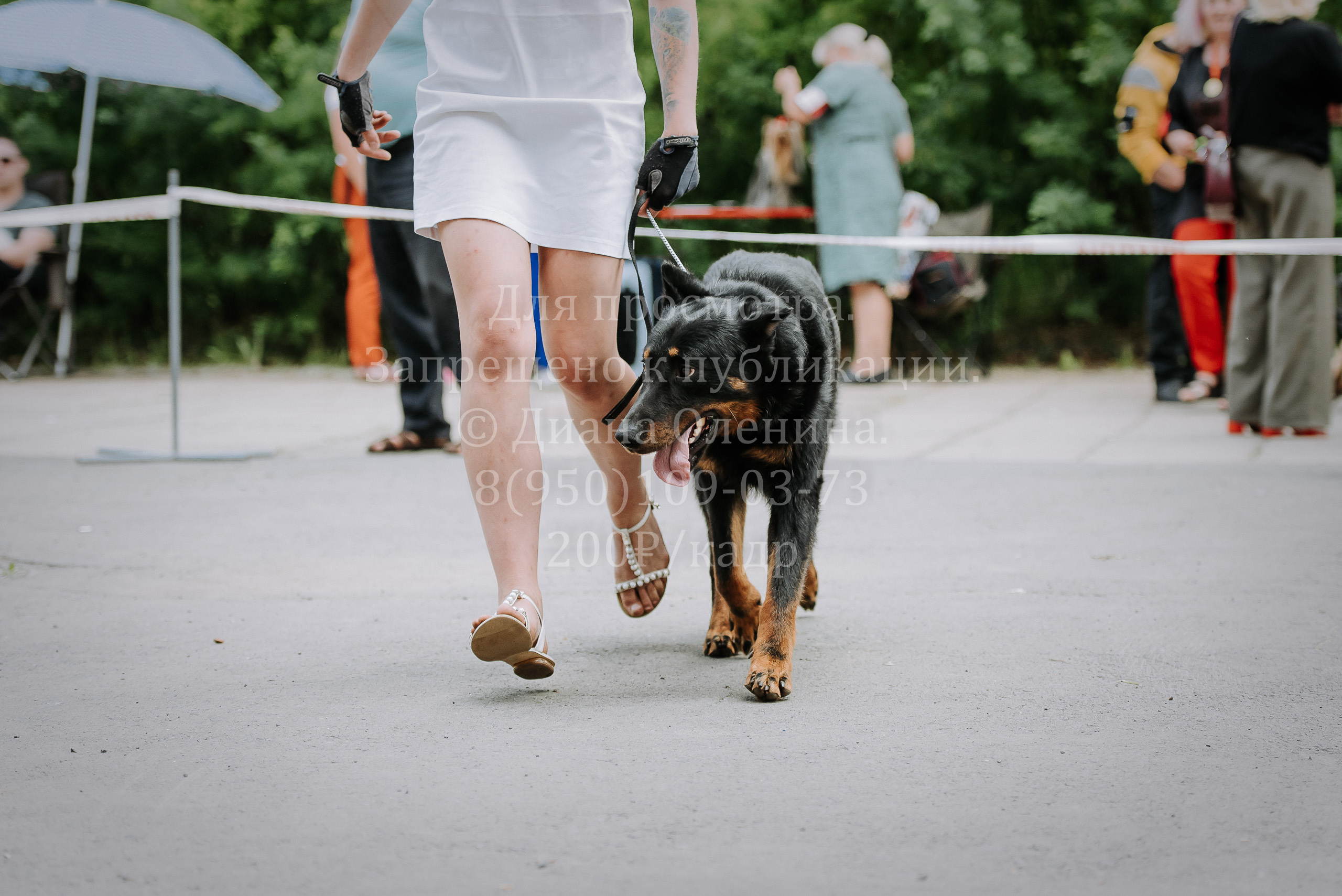 25 июня 2022 г. Братск БГОО КЛС Континенталь. Выставка собак. Фотограф Диана Оленина Красноярск / Братск