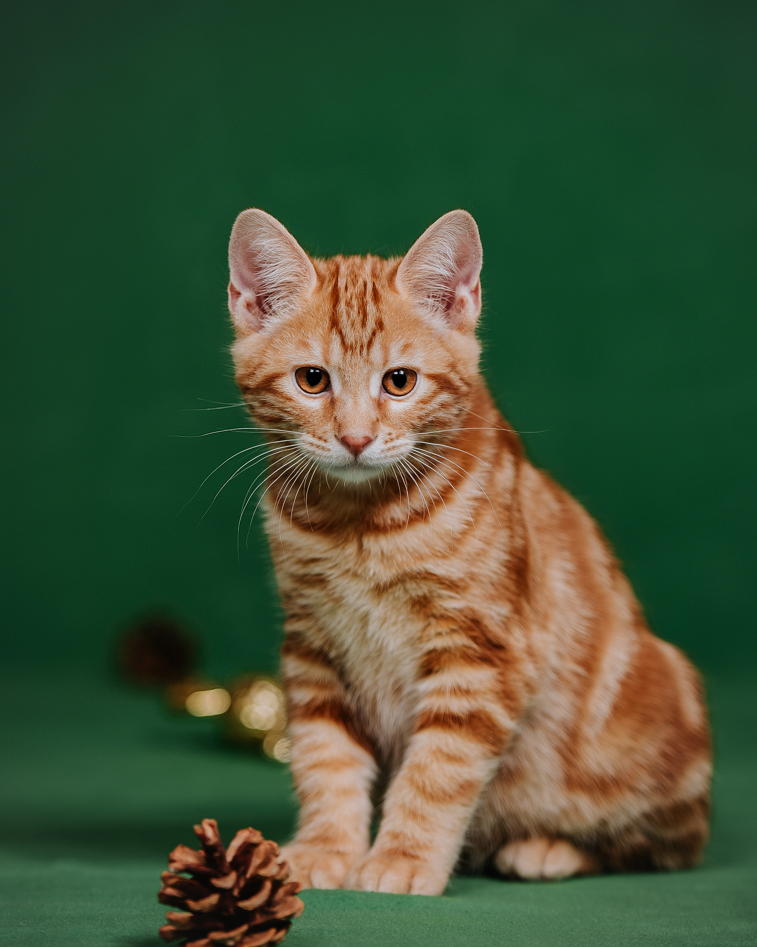 Курильский бобтейл. Фотограф Диана Оленина Красноярск / Братск