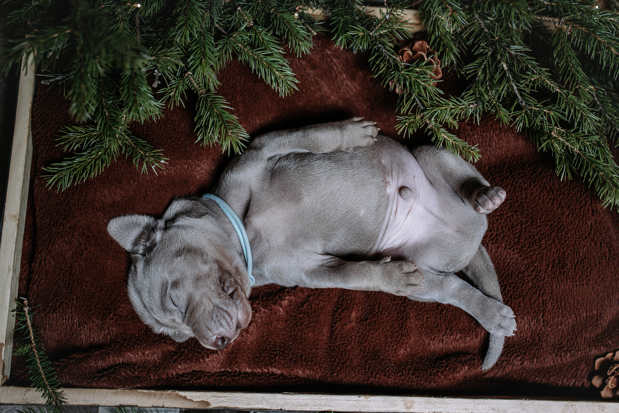 Веймарские легавые. Фотограф Диана Оленина Красноярск / Братск