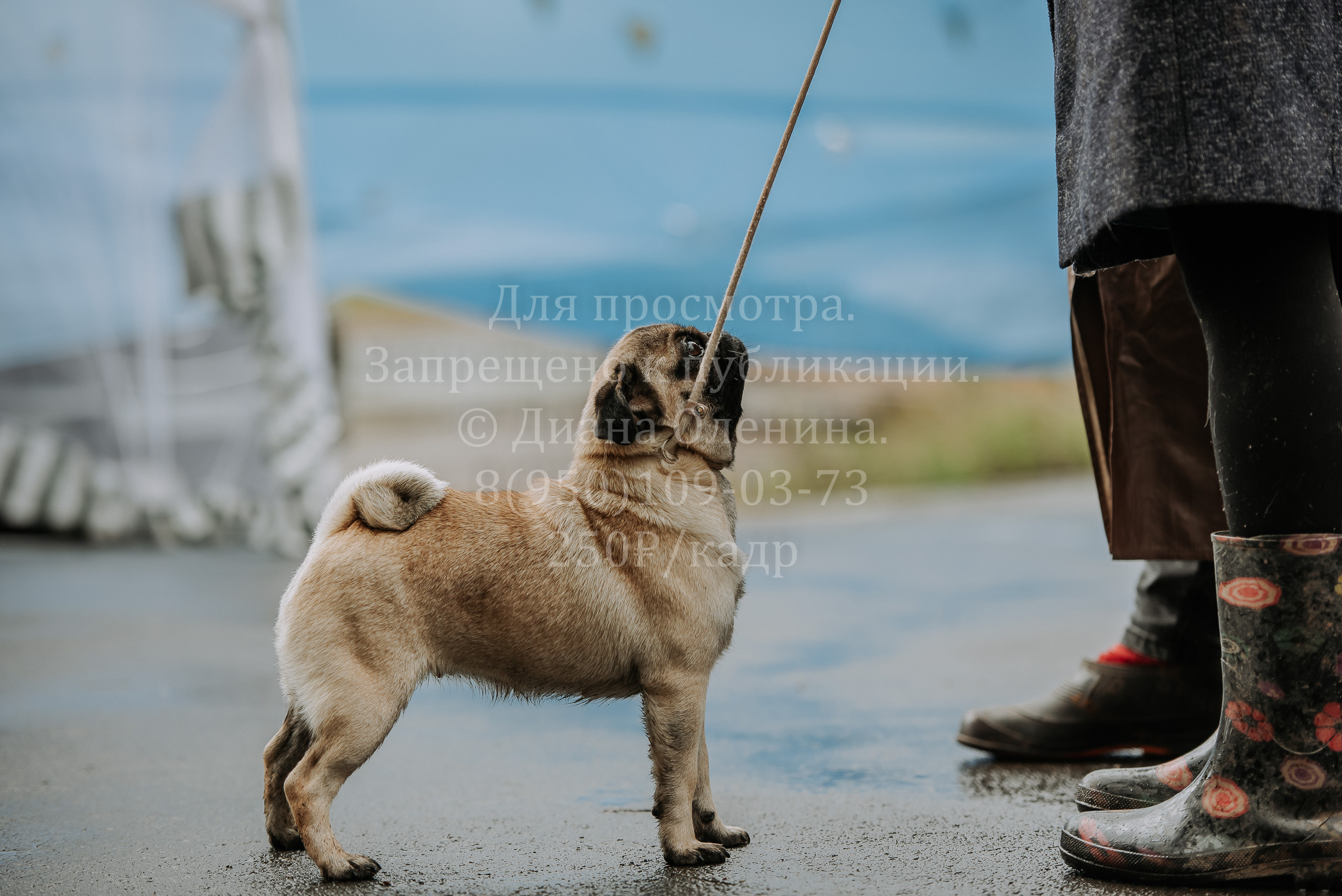 Выставка собак Братск 3 сентября 2022 Фаворит. Фотограф Диана Оленина Красноярск / Братск