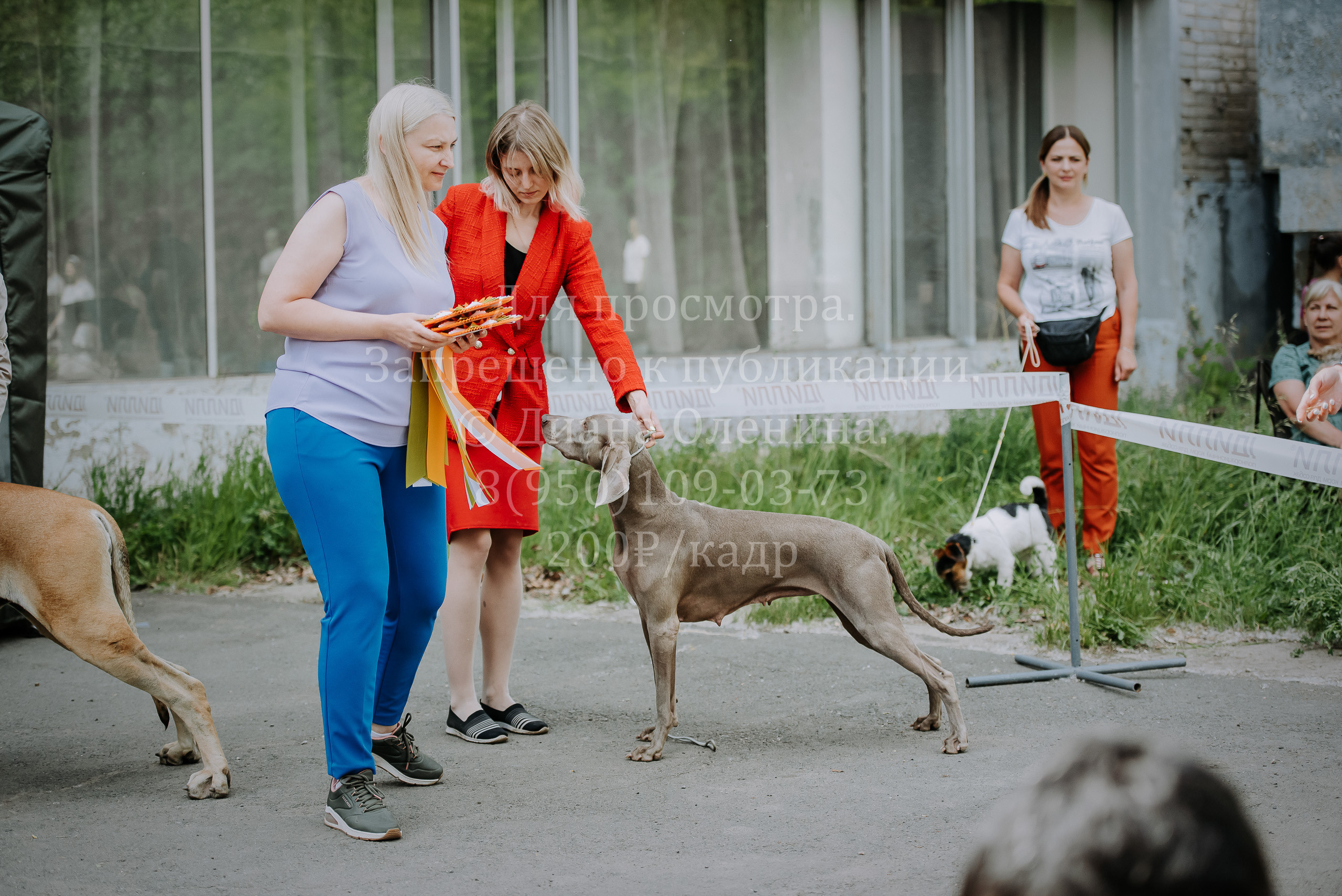 25 июня 2022 г. Братск БГОО КЛС Континенталь. Выставка собак. Фотограф Диана Оленина Красноярск / Братск