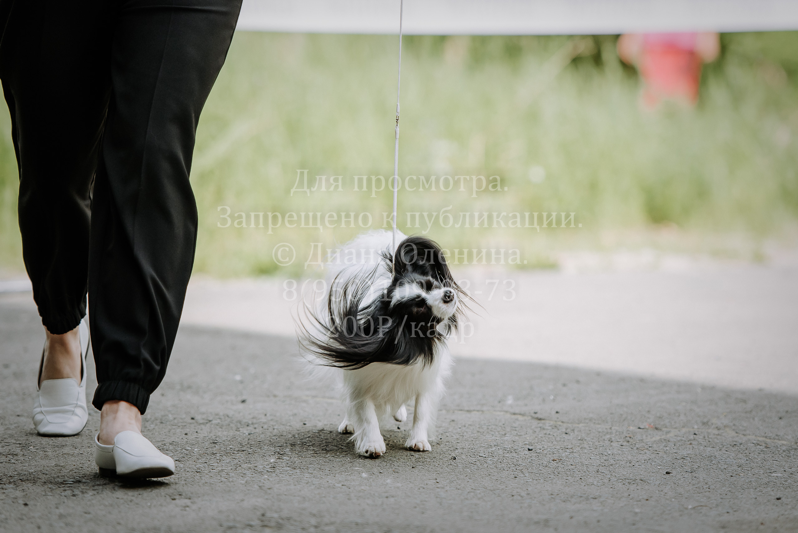 25 июня 2022 г. Братск БГОО КЛС Континенталь. Выставка собак. Фотограф Диана Оленина Красноярск / Братск