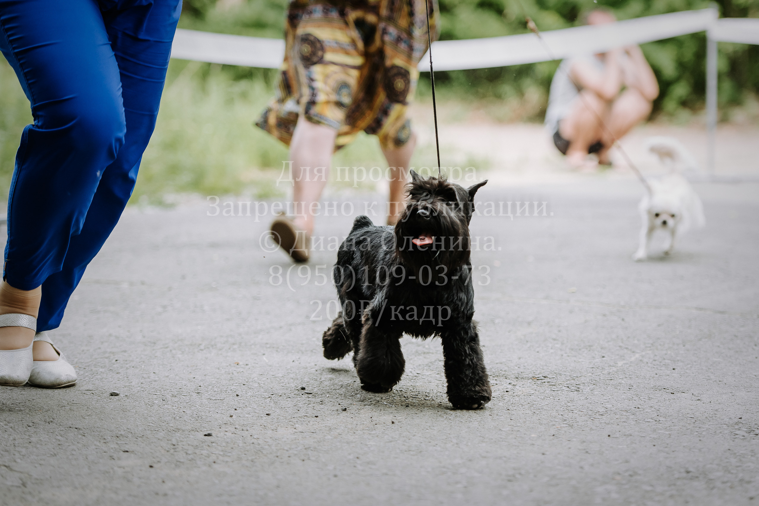 25 июня 2022 г. Братск БГОО КЛС Континенталь. Выставка собак. Фотограф Диана Оленина Красноярск / Братск