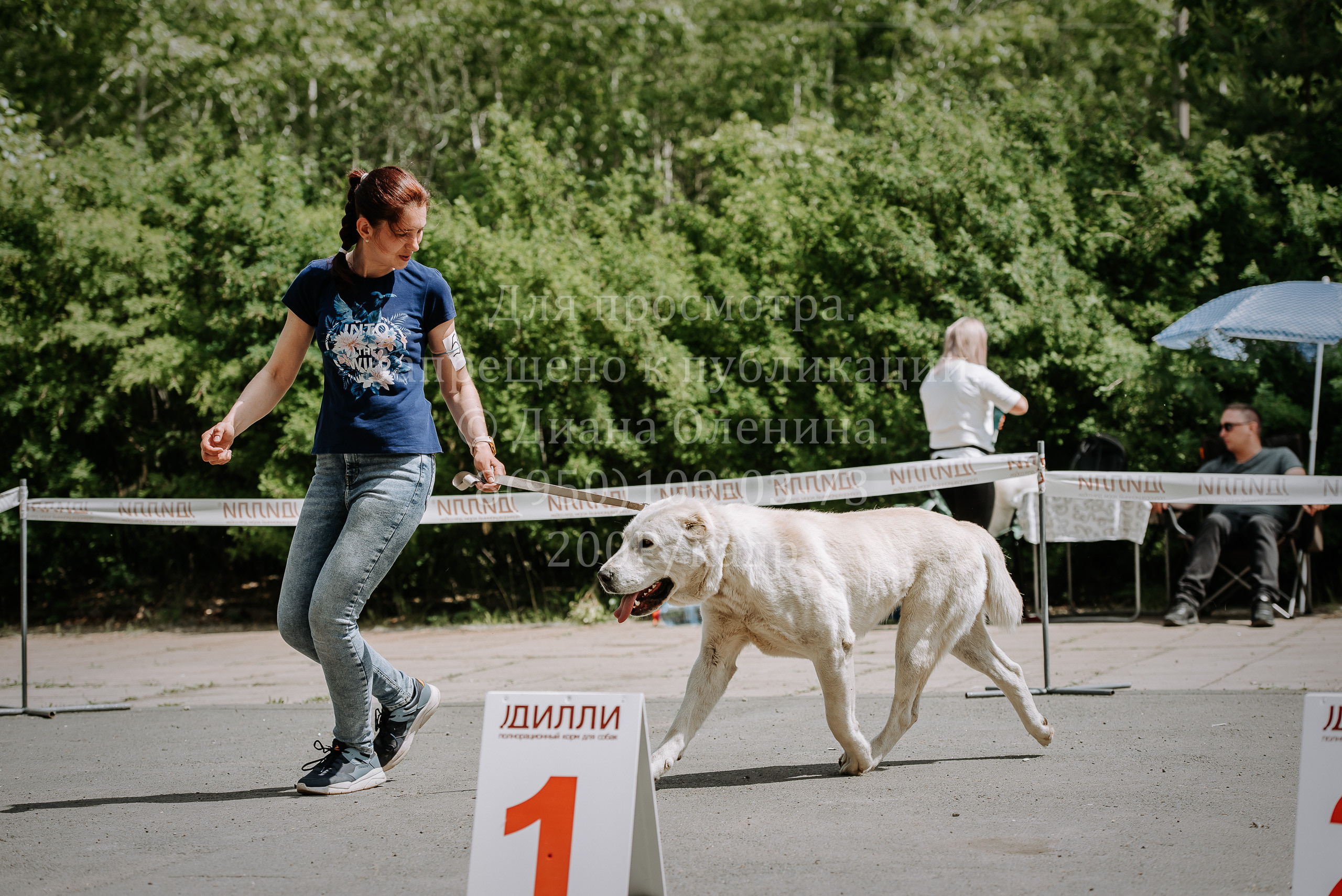 25 июня 2022 г. Братск БГОО КЛС Континенталь. Выставка собак. Фотограф Диана Оленина Красноярск / Братск