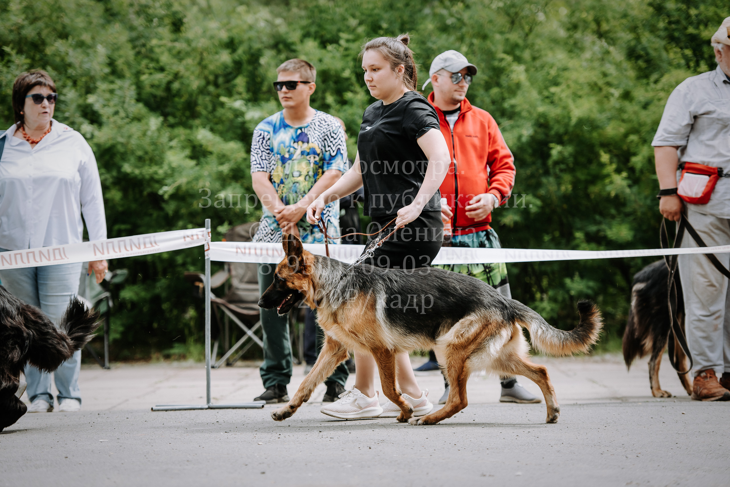 25 июня 2022 г. Братск БГОО КЛС Континенталь. Выставка собак. Фотограф Диана Оленина Красноярск / Братск