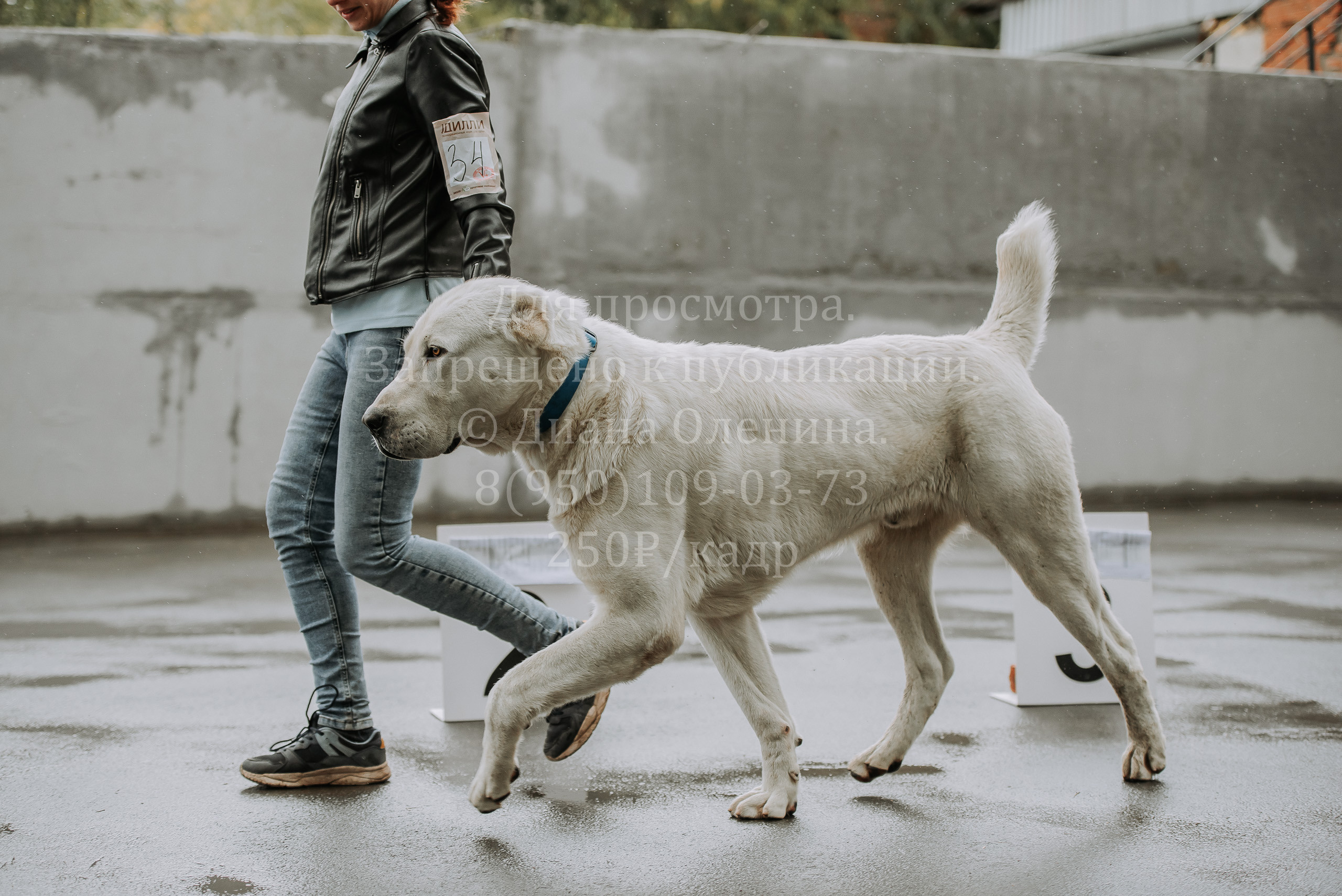 Выставка собак Братск 3 сентября 2022 Фаворит. Фотограф Диана Оленина Красноярск / Братск