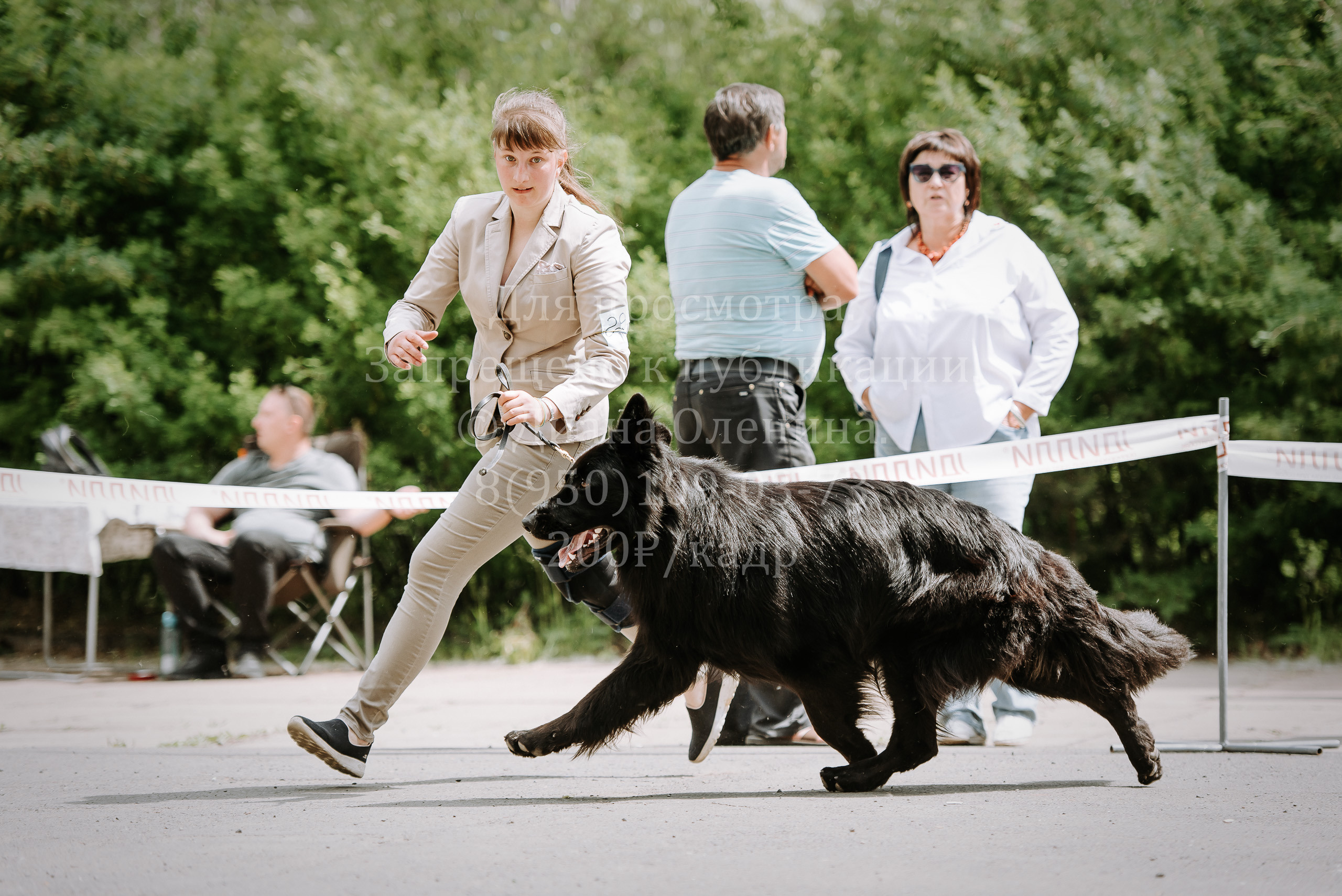 25 июня 2022 г. Братск БГОО КЛС Континенталь. Выставка собак. Фотограф Диана Оленина Красноярск / Братск