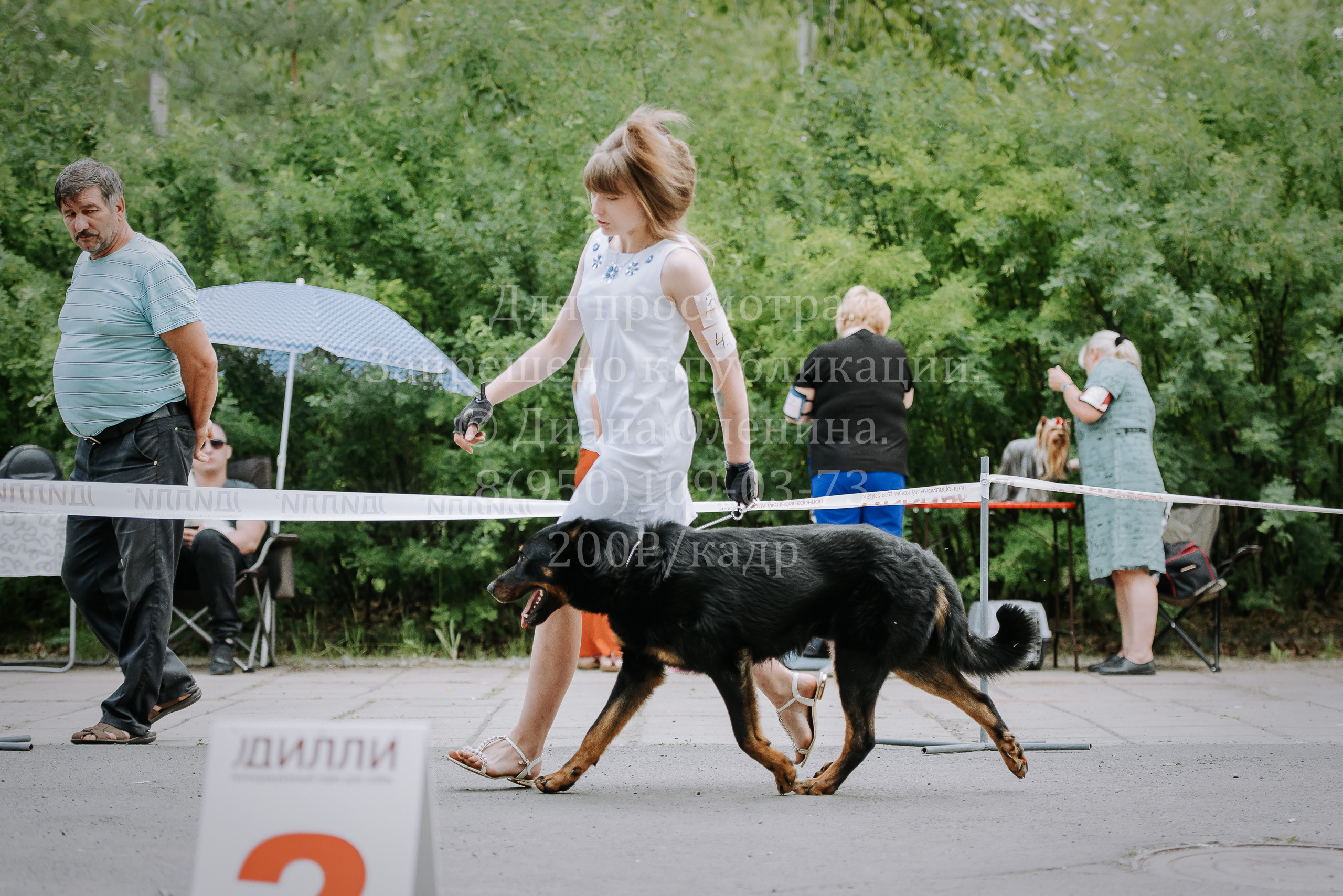 25 июня 2022 г. Братск БГОО КЛС Континенталь. Выставка собак. Фотограф Диана Оленина Красноярск / Братск