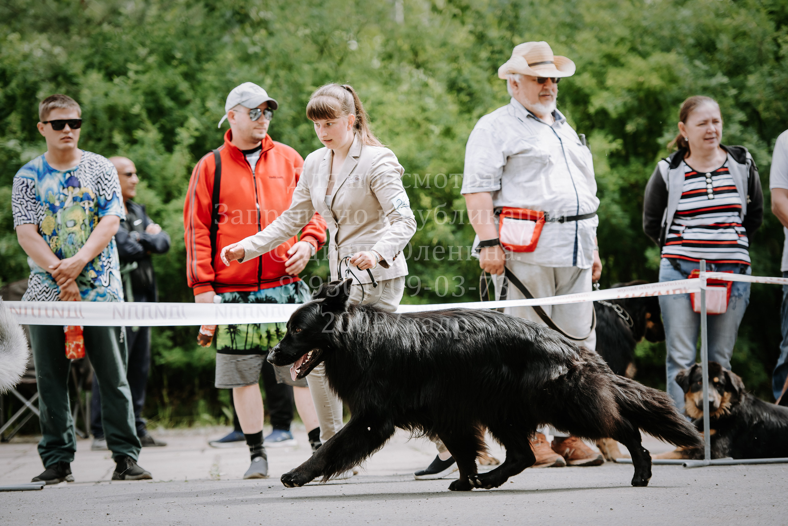 25 июня 2022 г. Братск БГОО КЛС Континенталь. Выставка собак. Фотограф Диана Оленина Красноярск / Братск