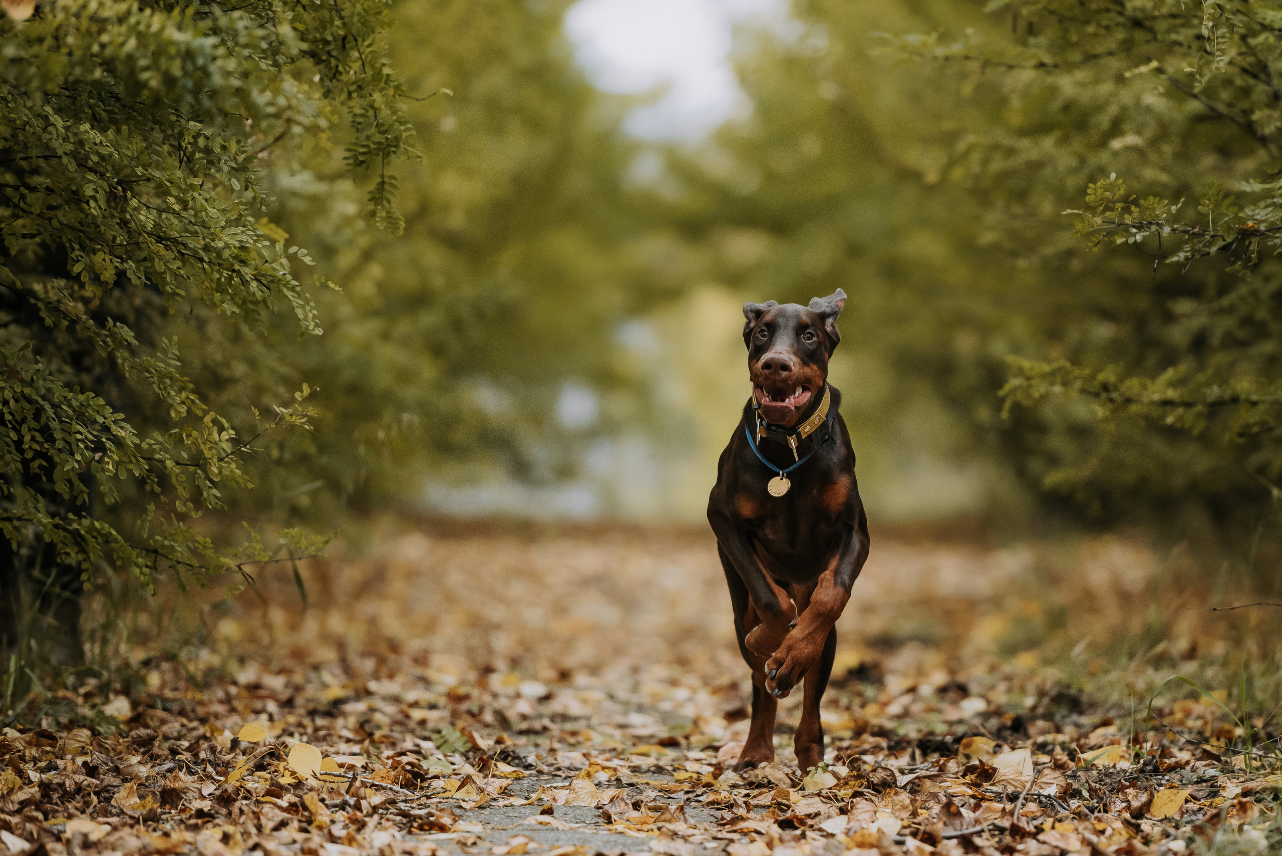 Натали&Евгений и Юстос. Фотограф Диана Оленина Красноярск / Братск