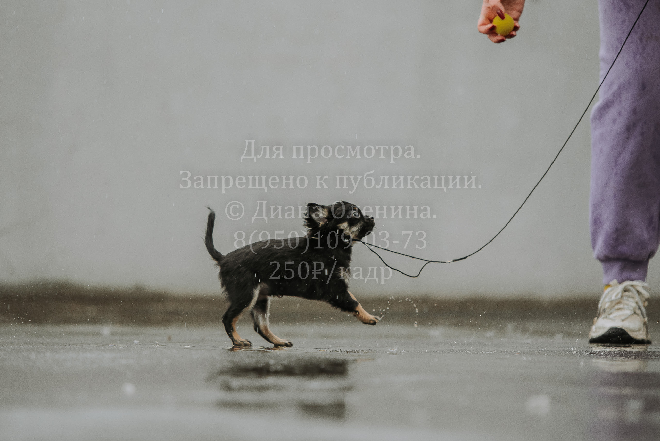 Выставка собак Братск 3 сентября 2022 Фаворит. Фотограф Диана Оленина Красноярск / Братск