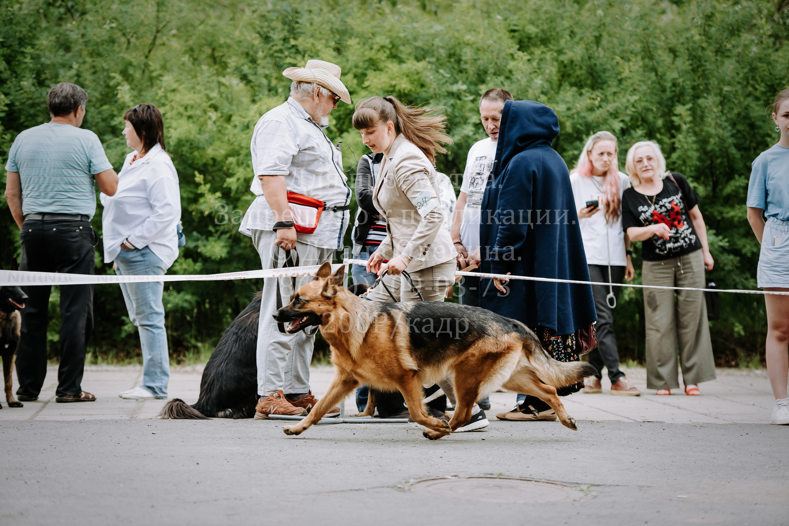 25 июня 2022 г. Братск БГОО КЛС Континенталь. Выставка собак. Фотограф Диана Оленина Красноярск / Братск