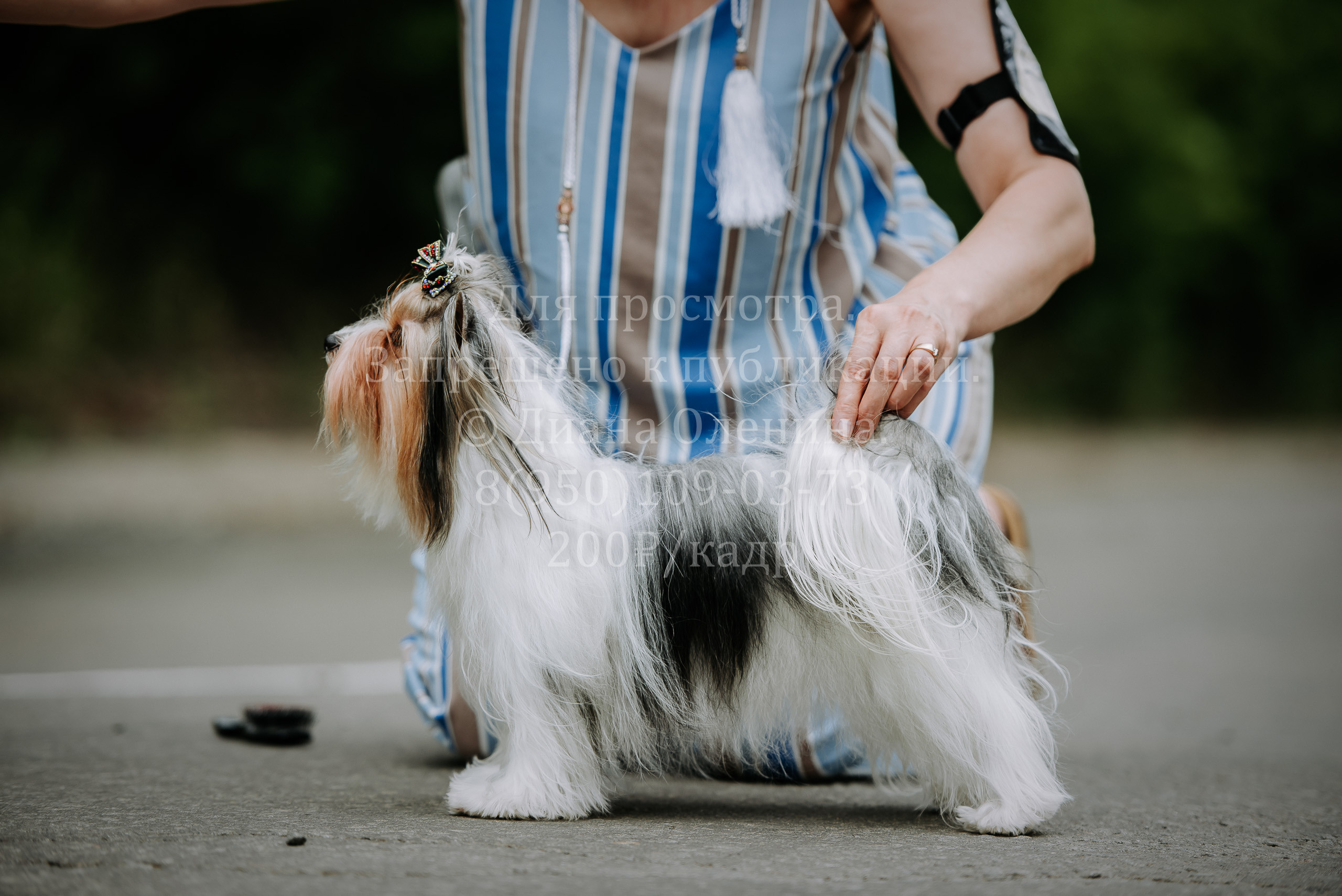25 июня 2022 г. Братск БГОО КЛС Континенталь. Выставка собак. Фотограф Диана Оленина Красноярск / Братск