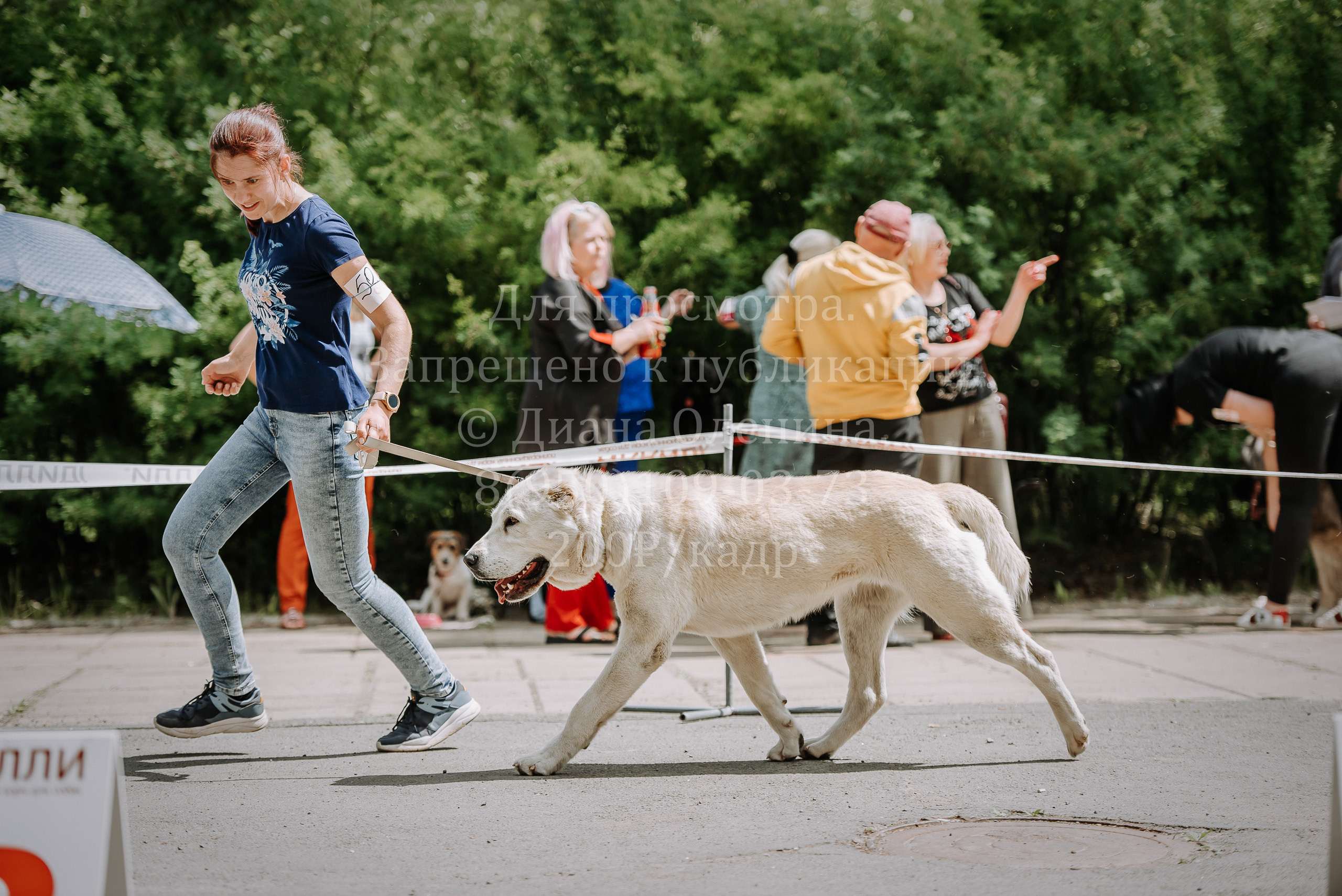 25 июня 2022 г. Братск БГОО КЛС Континенталь. Выставка собак. Фотограф Диана Оленина Красноярск / Братск