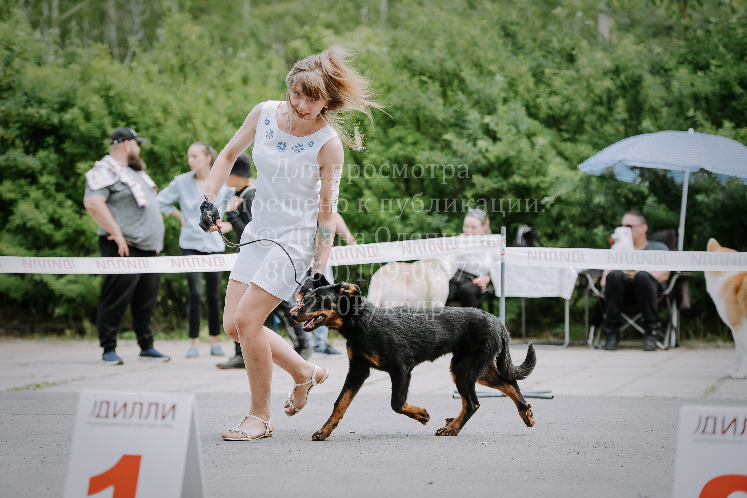 25 июня 2022 г. Братск БГОО КЛС Континенталь. Выставка собак. Фотограф Диана Оленина Красноярск / Братск