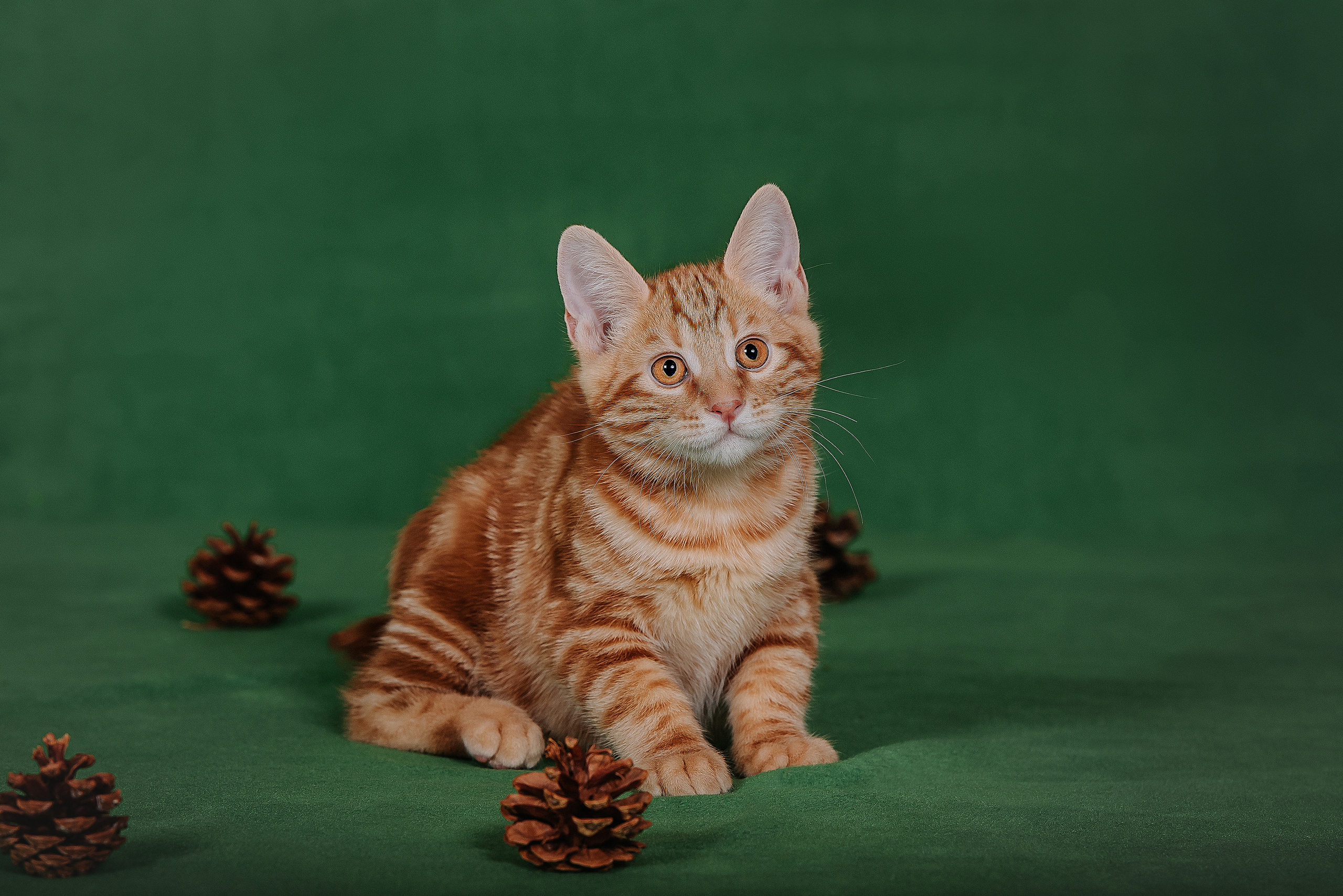 Курильский бобтейл. Фотограф Диана Оленина Красноярск / Братск