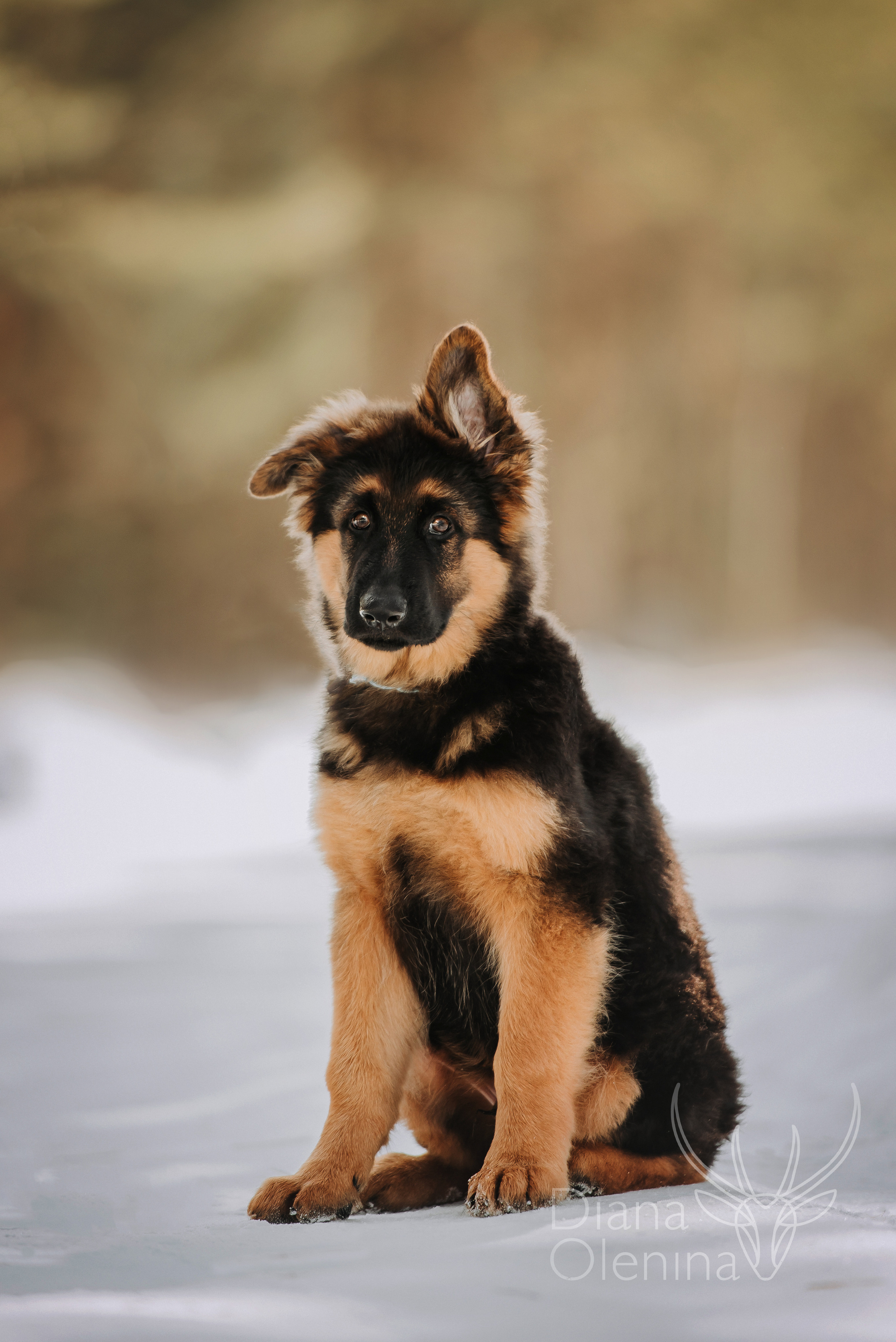 Немецкие овчарки. Фотограф Диана Оленина Красноярск / Братск