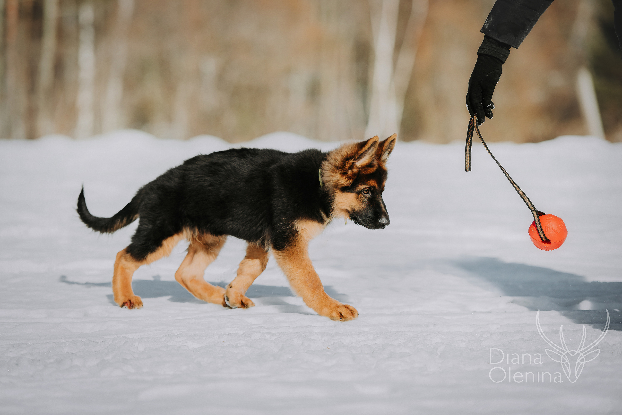 Немецкие овчарки. Фотограф Диана Оленина Красноярск / Братск