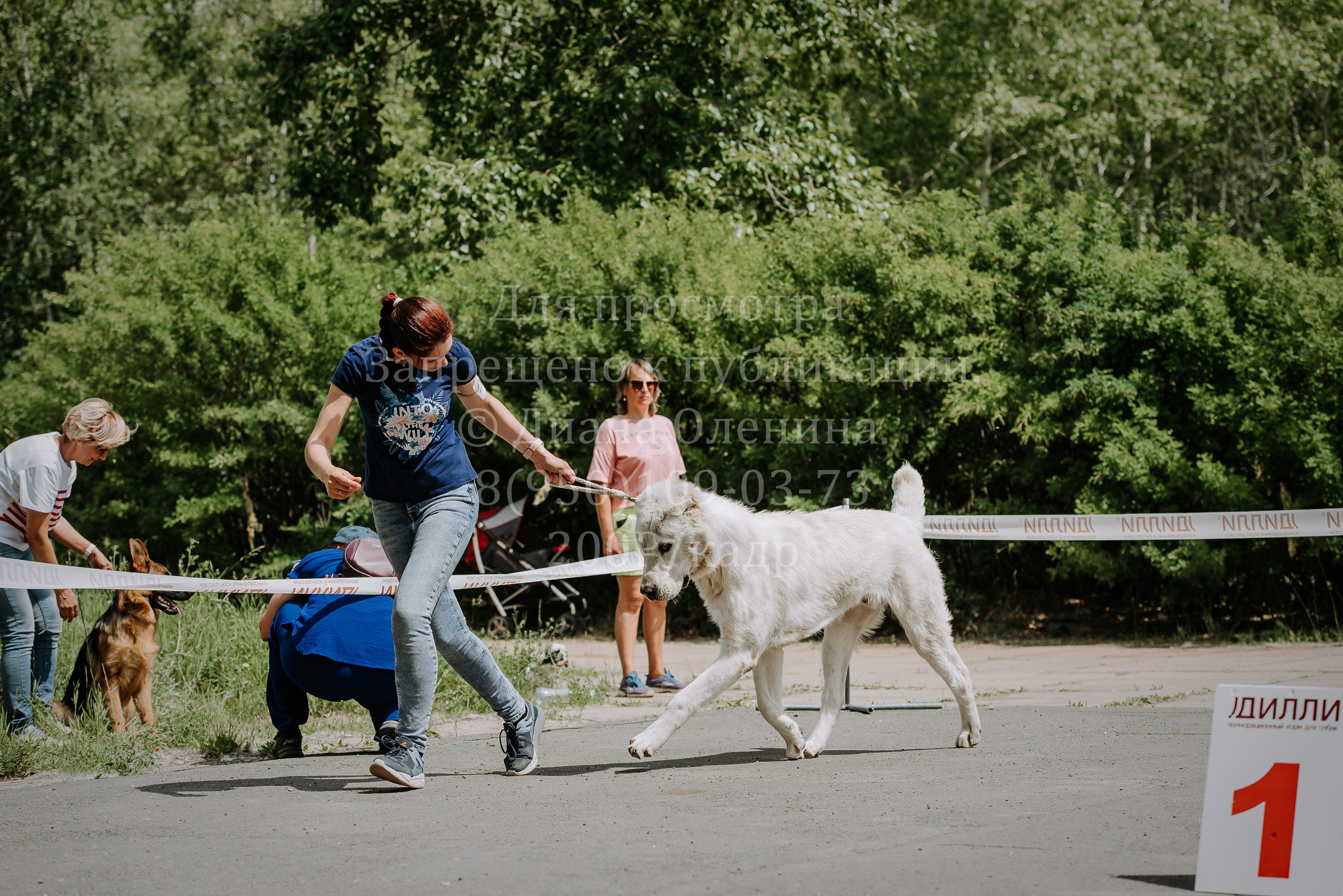 25 июня 2022 г. Братск БГОО КЛС Континенталь. Выставка собак. Фотограф Диана Оленина Красноярск / Братск