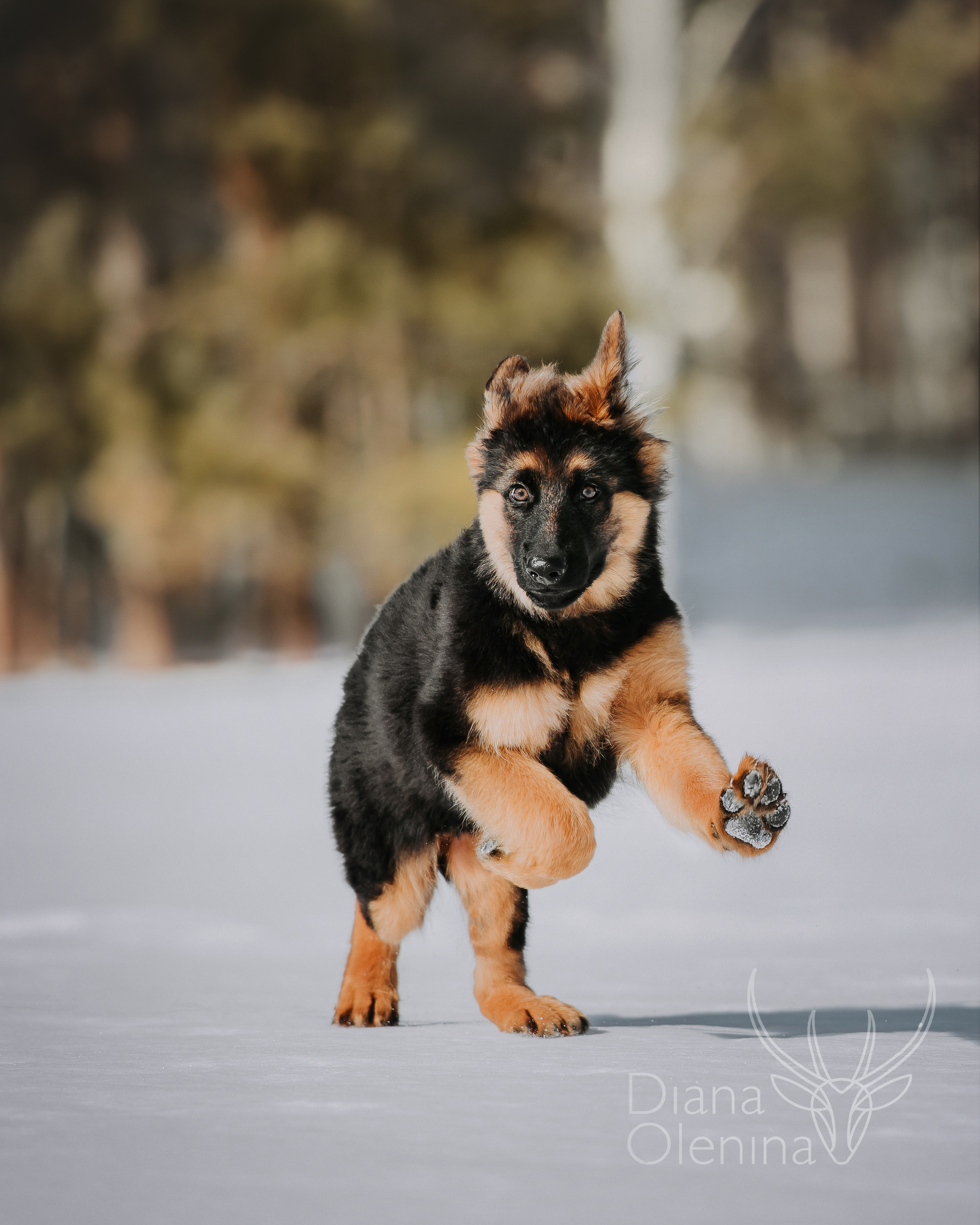 Немецкие овчарки. Фотограф Диана Оленина Красноярск / Братск