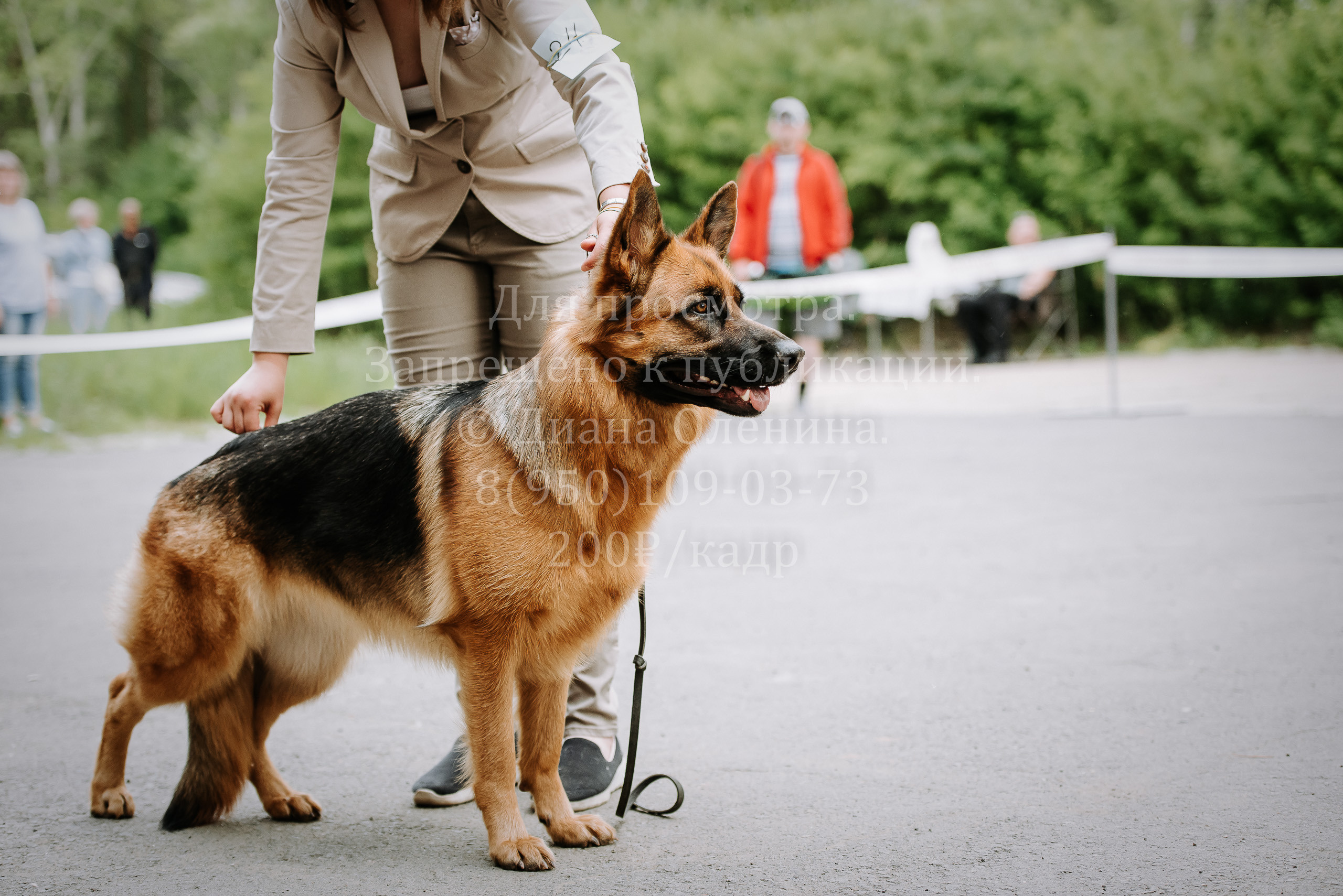 25 июня 2022 г. Братск БГОО КЛС Континенталь. Выставка собак. Фотограф Диана Оленина Красноярск / Братск