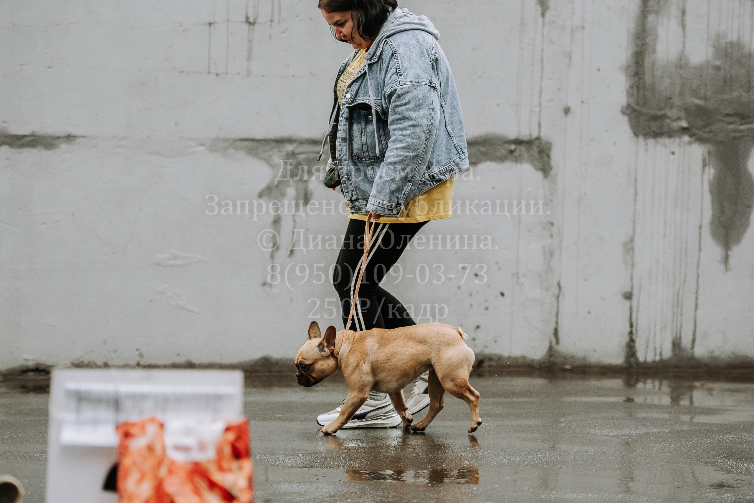 Выставка собак Братск 3 сентября 2022 Фаворит. Фотограф Диана Оленина Красноярск / Братск