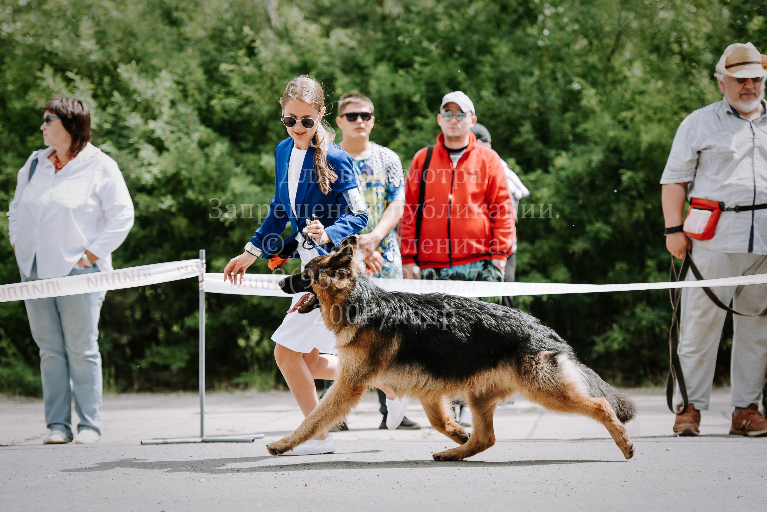 25 июня 2022 г. Братск БГОО КЛС Континенталь. Выставка собак. Фотограф Диана Оленина Красноярск / Братск