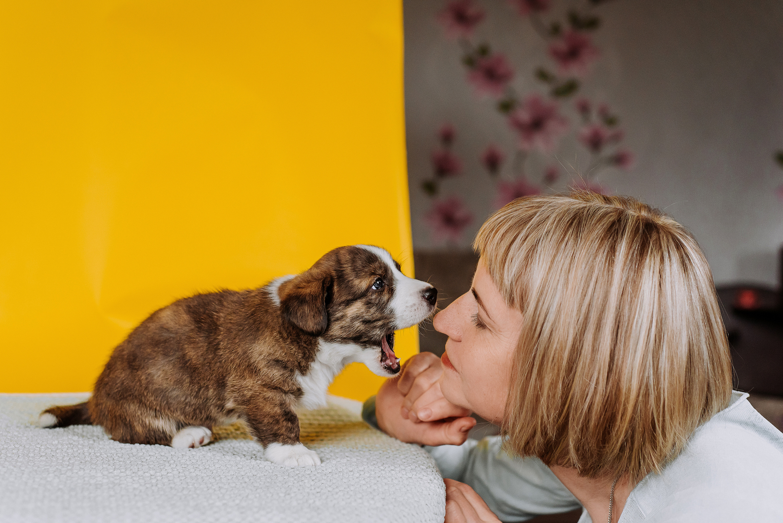 Вельш корги кардиганы. Фотограф Диана Оленина Красноярск / Братск