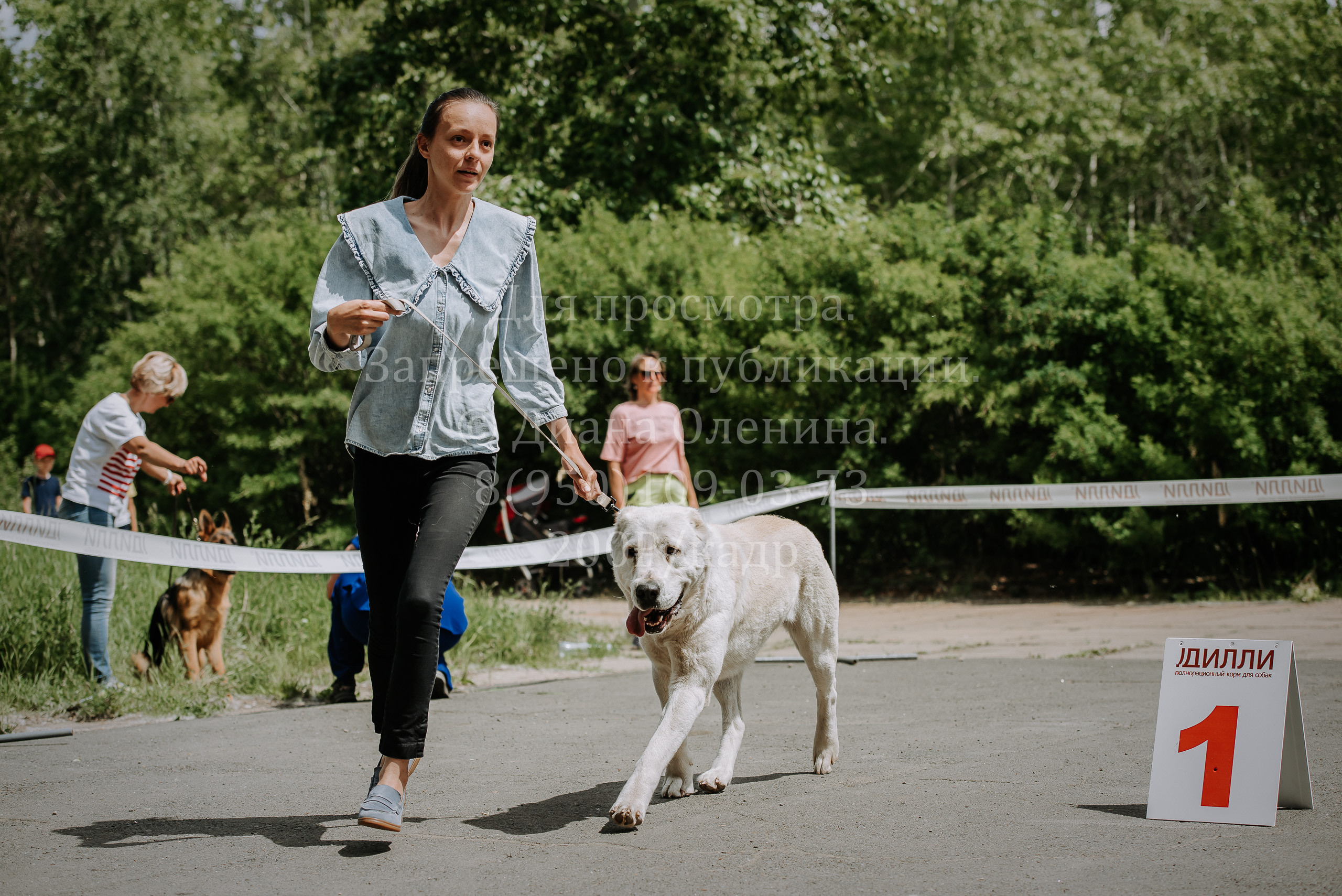 25 июня 2022 г. Братск БГОО КЛС Континенталь. Выставка собак. Фотограф Диана Оленина Красноярск / Братск