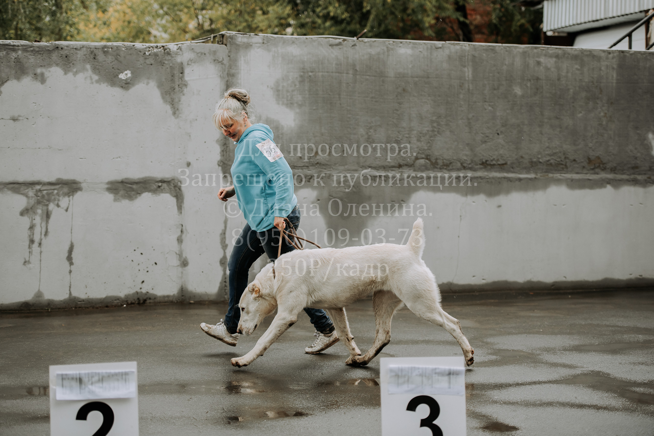 Выставка собак Братск 3 сентября 2022 Фаворит. Фотограф Диана Оленина Красноярск / Братск
