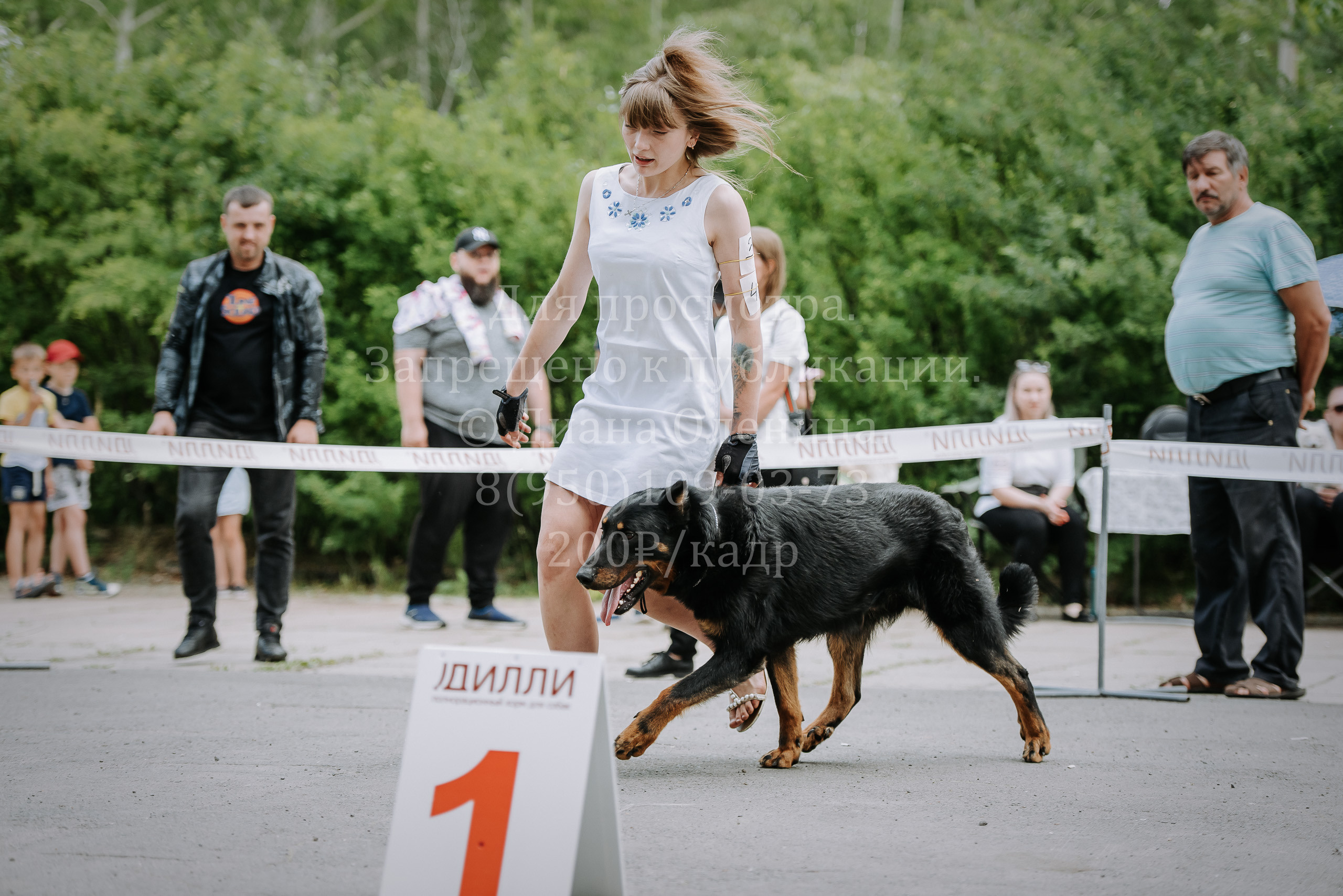 25 июня 2022 г. Братск БГОО КЛС Континенталь. Выставка собак. Фотограф Диана Оленина Красноярск / Братск