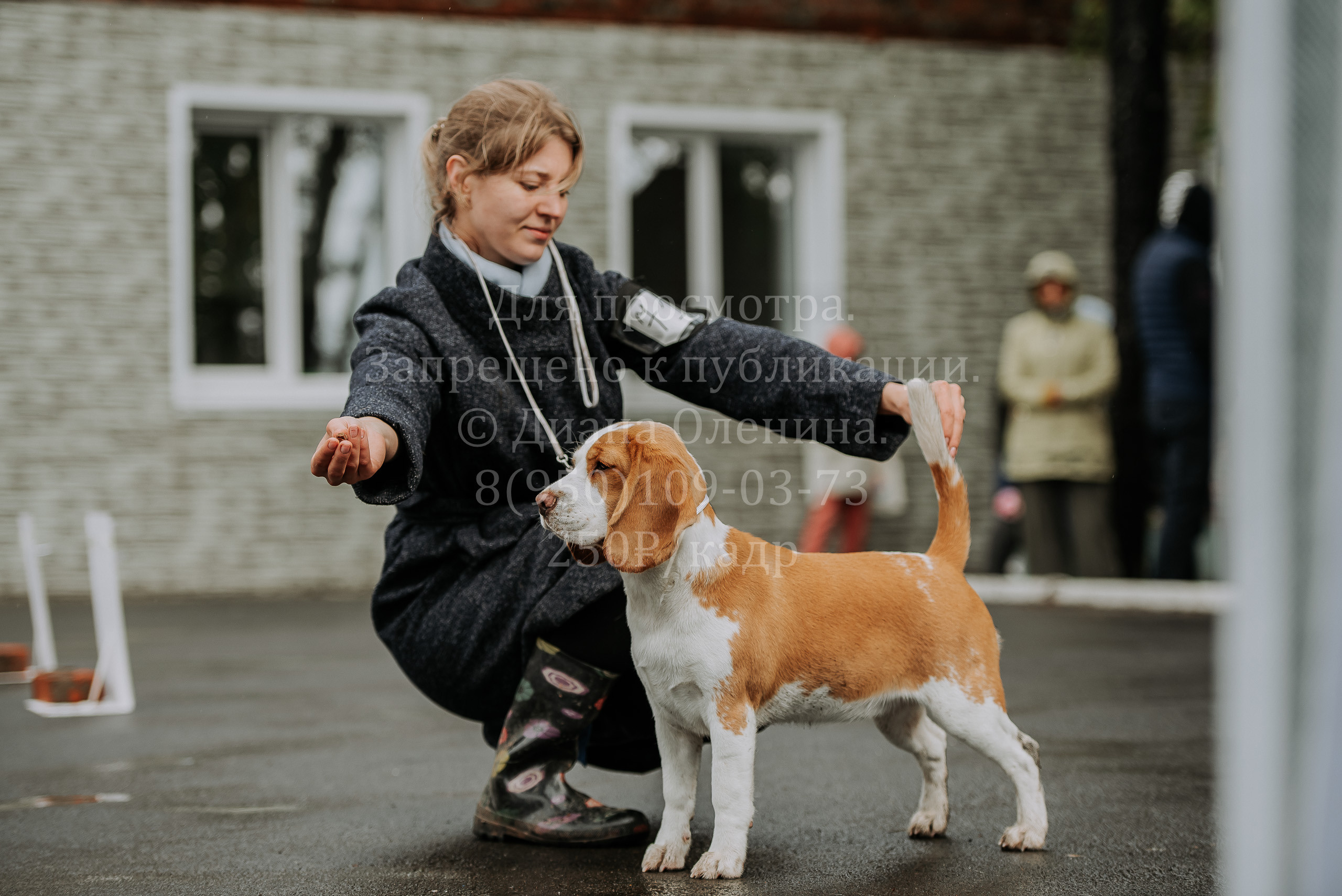 Выставка собак Братск 3 сентября 2022 Фаворит. Фотограф Диана Оленина Красноярск / Братск