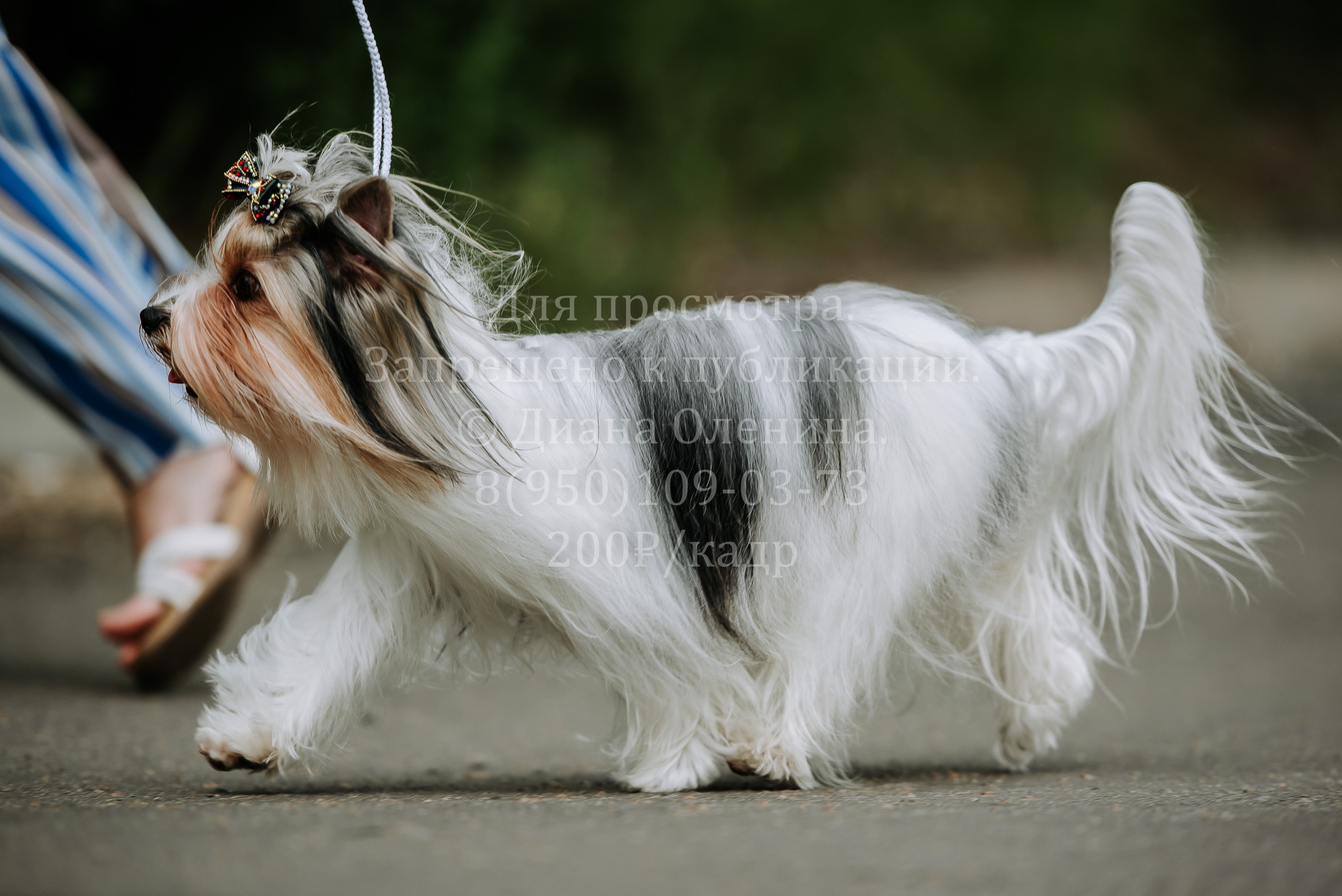 25 июня 2022 г. Братск БГОО КЛС Континенталь. Выставка собак. Фотограф Диана Оленина Красноярск / Братск