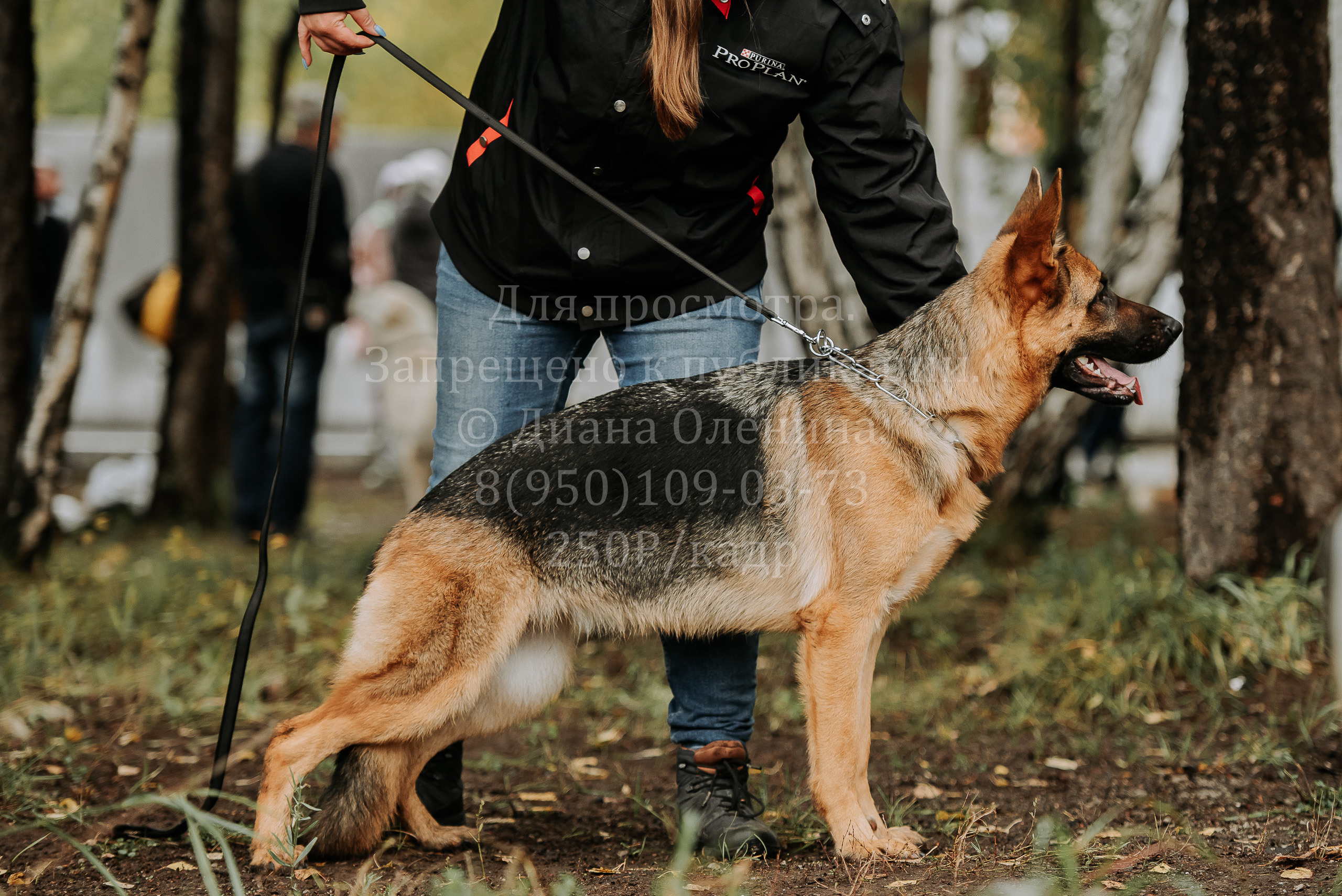 Выставка собак Братск 3 сентября 2022 Фаворит. Фотограф Диана Оленина Красноярск / Братск