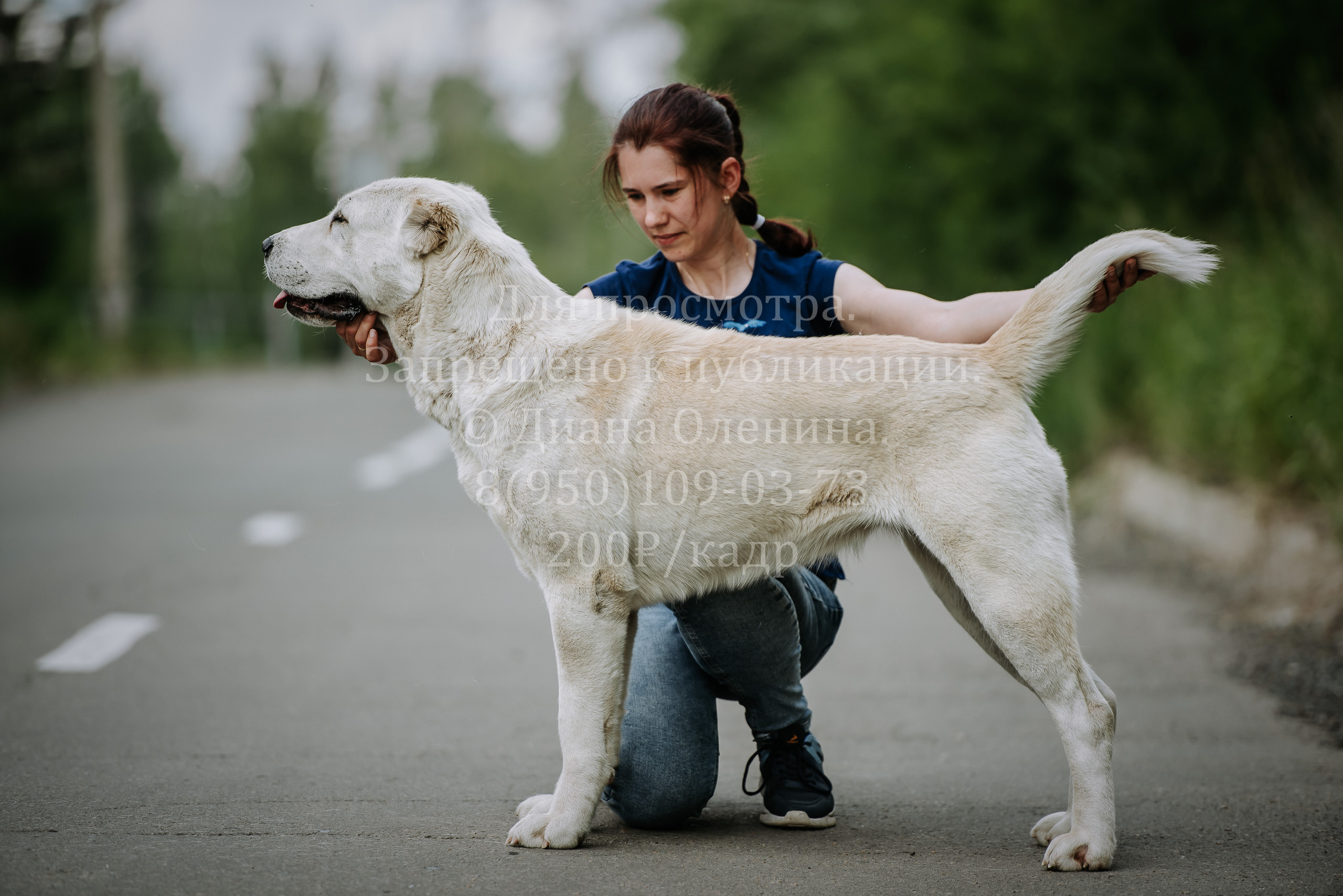 25 июня 2022 г. Братск БГОО КЛС Континенталь. Выставка собак. Фотограф Диана Оленина Красноярск / Братск
