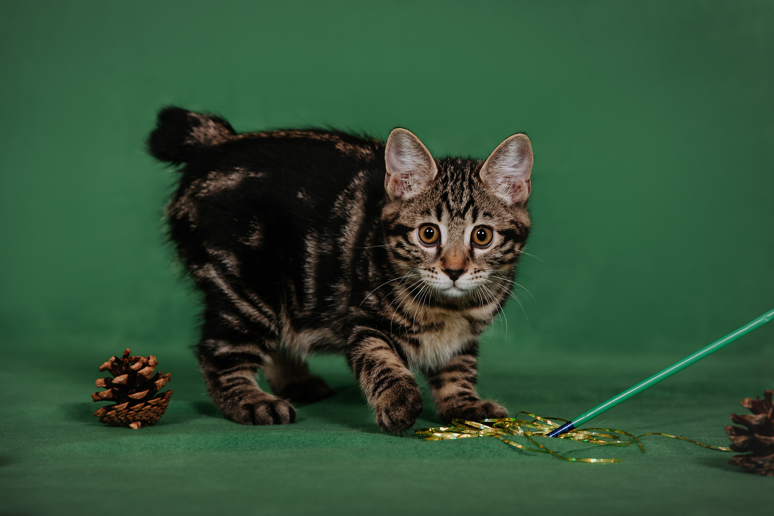 Курильский бобтейл. Фотограф Диана Оленина Красноярск / Братск