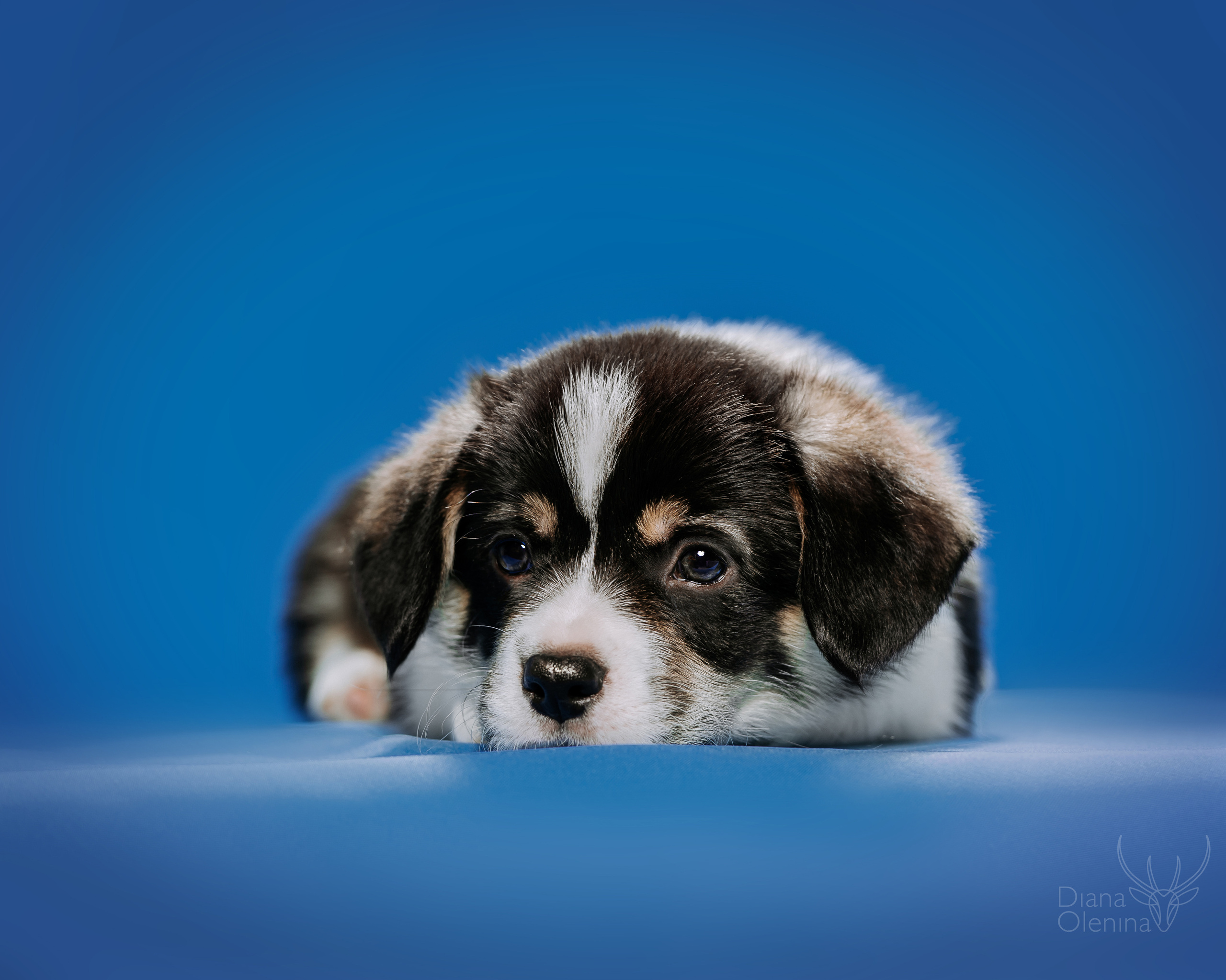 Фотосессия щенков Вельш Корги Пемброк. Съемка помета. Фотосъемка. Фотограф Диана Оленина Красноярск / Братск