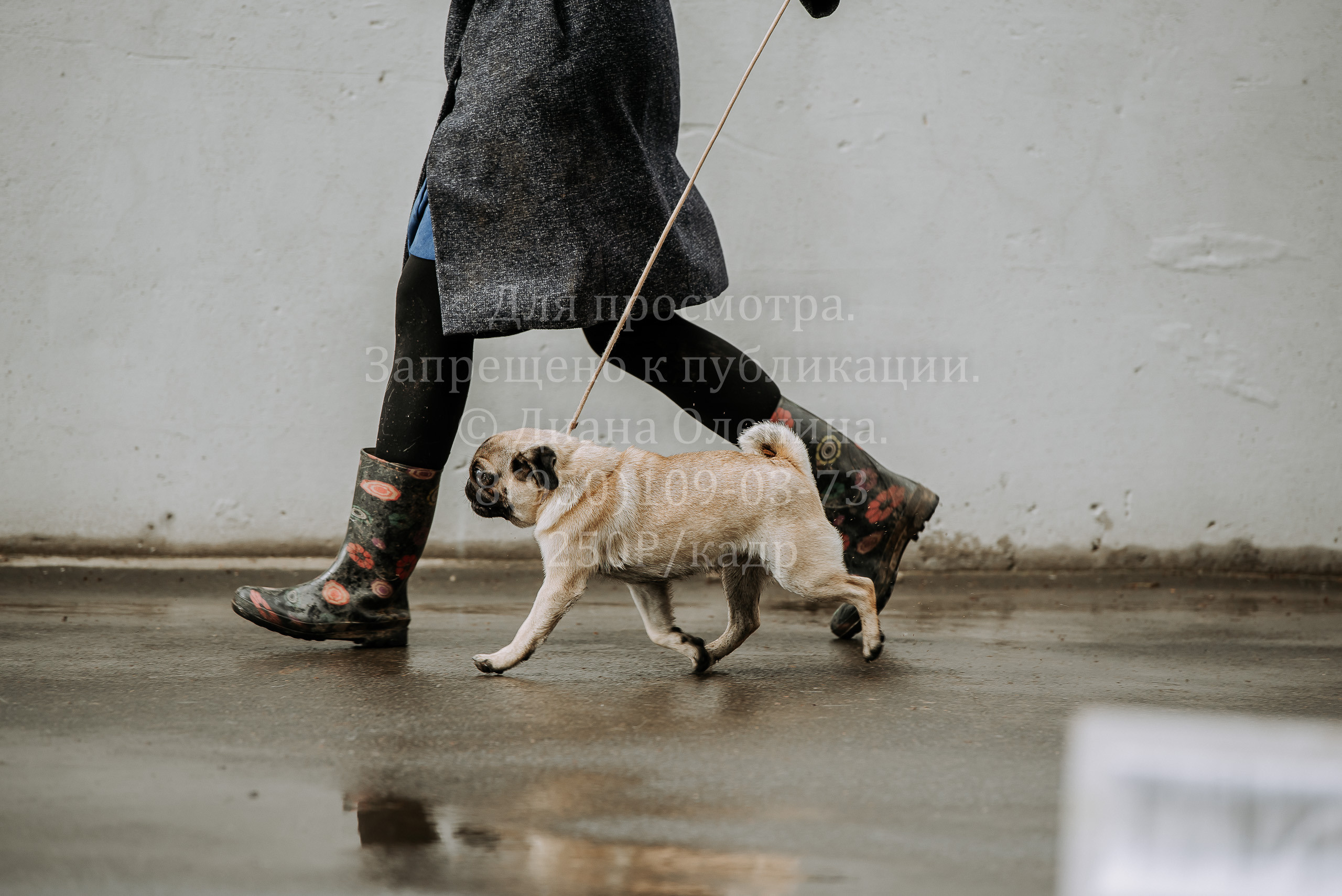 Выставка собак Братск 3 сентября 2022 Фаворит. Фотограф Диана Оленина Красноярск / Братск