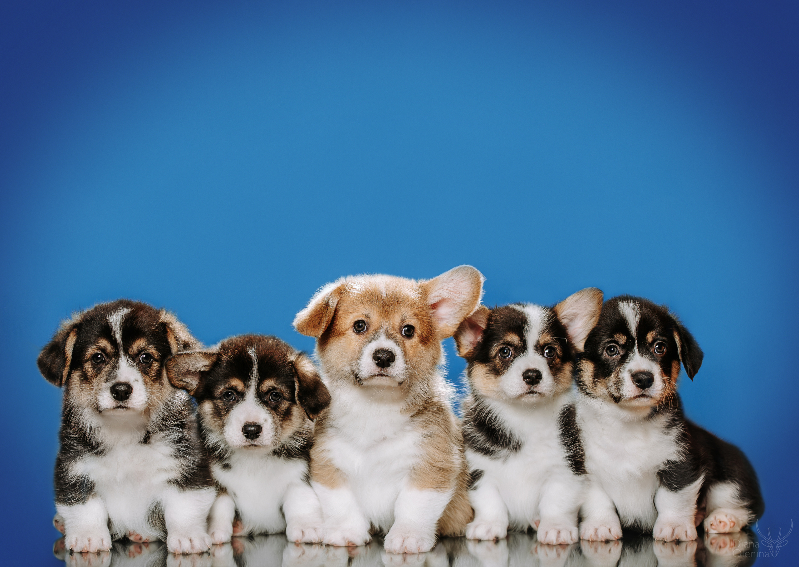 Фотосессия щенков Вельш Корги Пемброк. Съемка помета. Фотосъемка. Фотограф Диана Оленина Красноярск / Братск