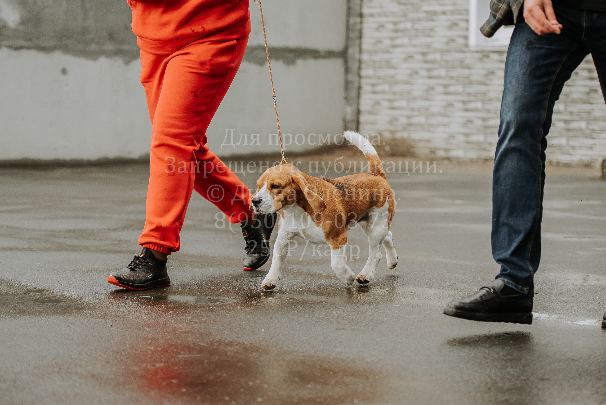 Выставка собак Братск 3 сентября 2022 Фаворит. Фотограф Диана Оленина Красноярск / Братск