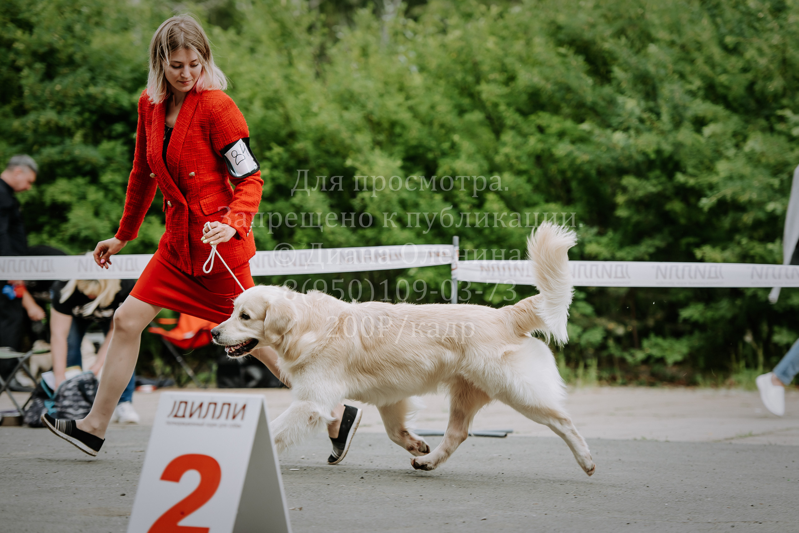 25 июня 2022 г. Братск БГОО КЛС Континенталь. Выставка собак. Фотограф Диана Оленина Красноярск / Братск