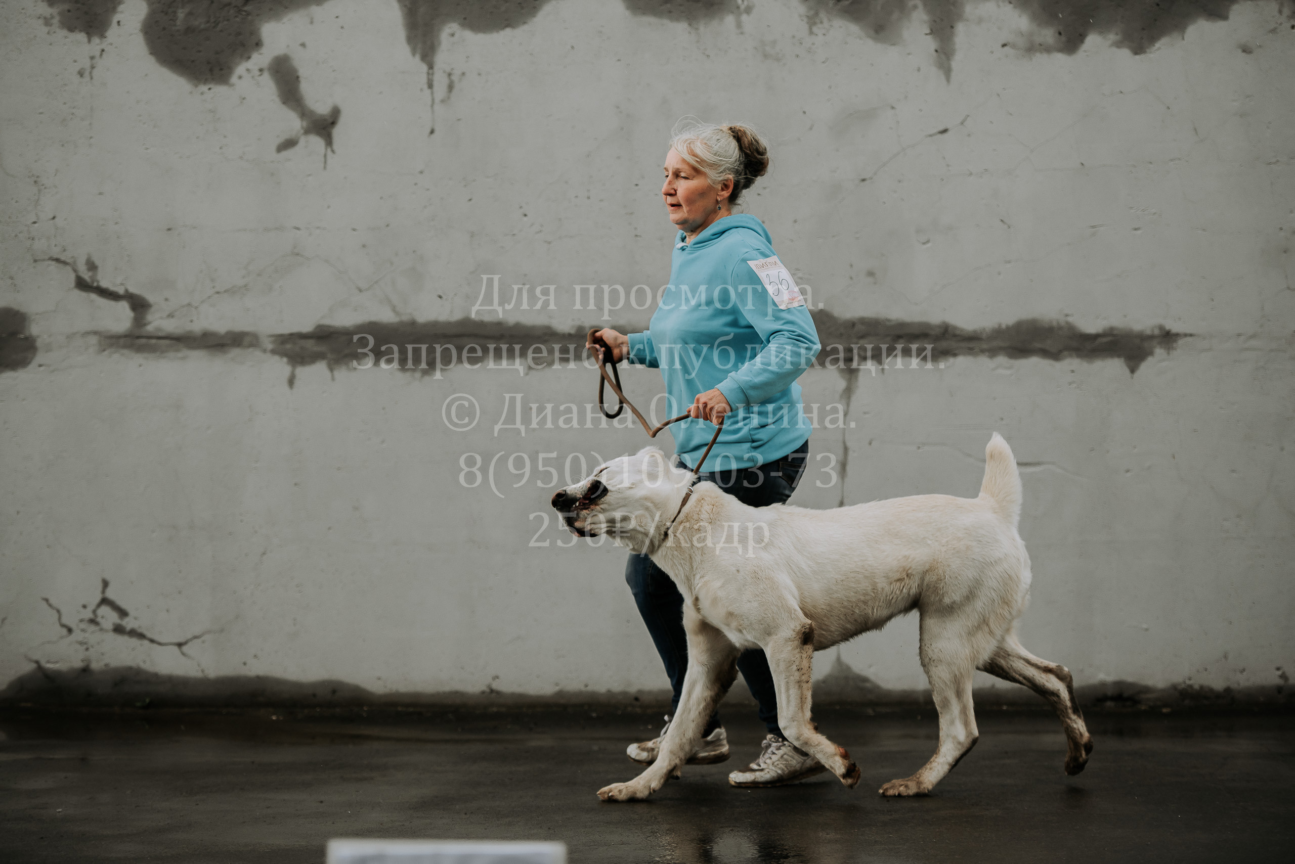 Выставка собак Братск 3 сентября 2022 Фаворит. Фотограф Диана Оленина Красноярск / Братск