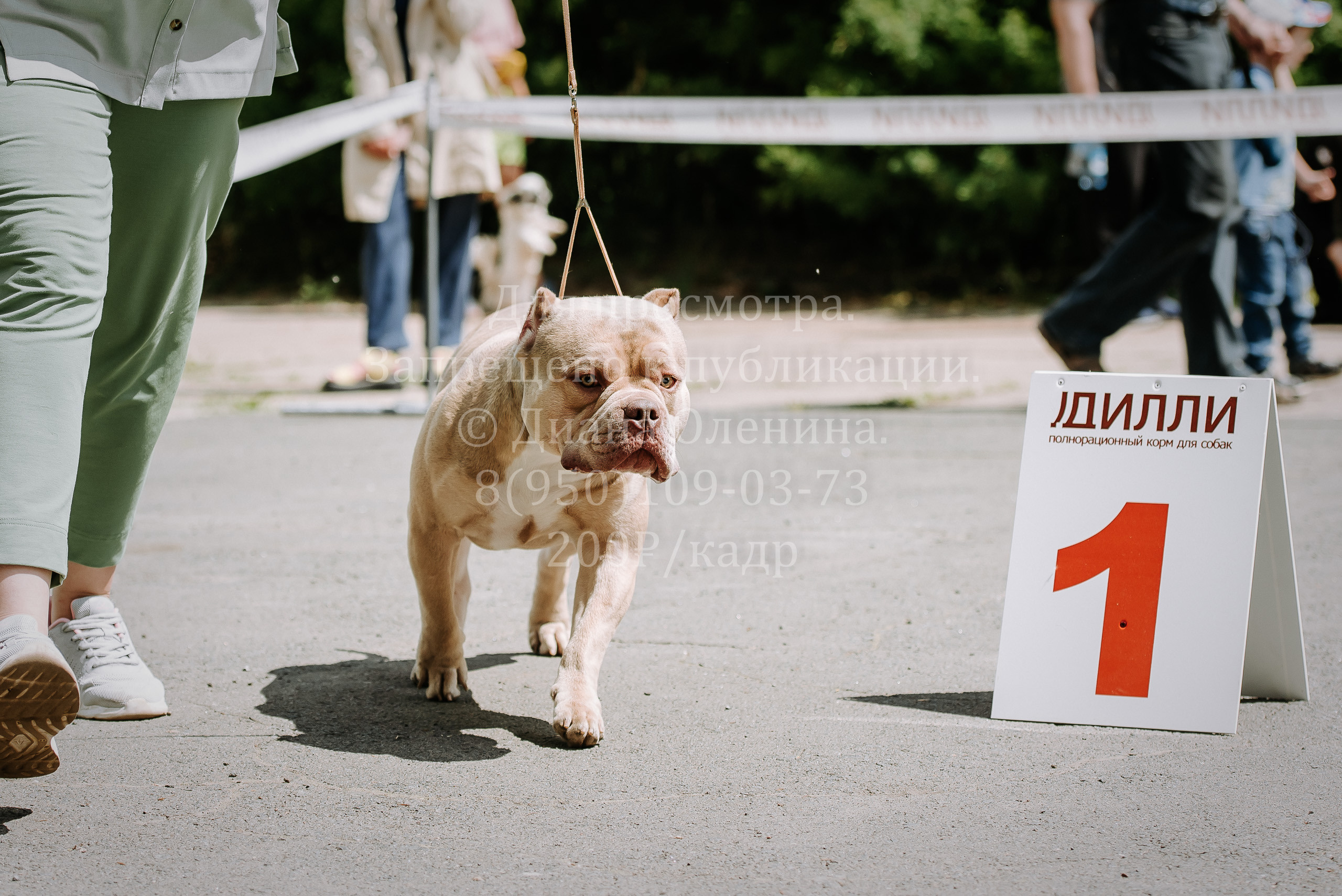 25 июня 2022 г. Братск БГОО КЛС Континенталь. Выставка собак. Фотограф Диана Оленина Красноярск / Братск