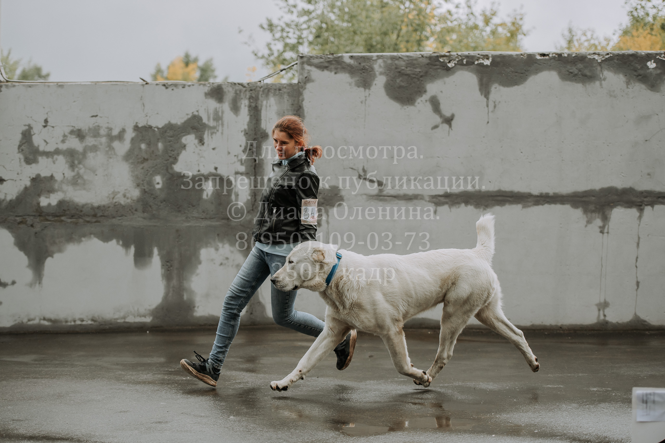 Выставка собак Братск 3 сентября 2022 Фаворит. Фотограф Диана Оленина Красноярск / Братск