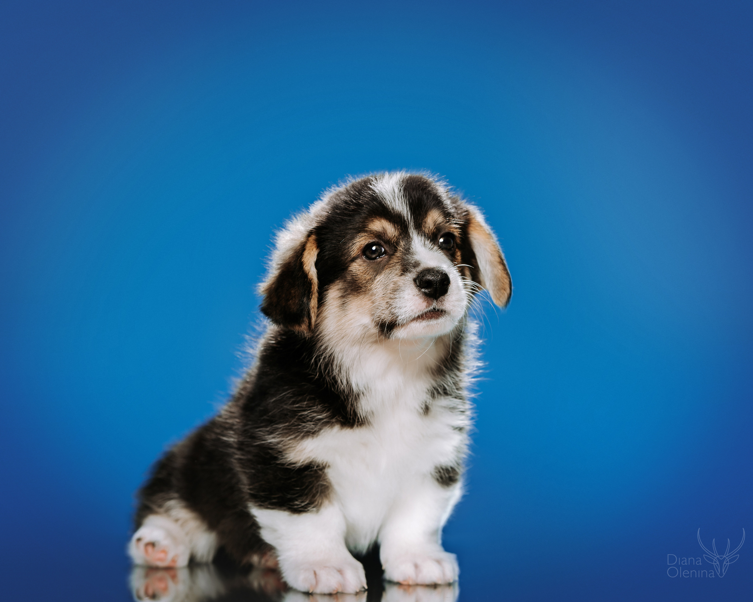 Фотосессия щенков Вельш Корги Пемброк. Съемка помета. Фотосъемка. Фотограф Диана Оленина Красноярск / Братск