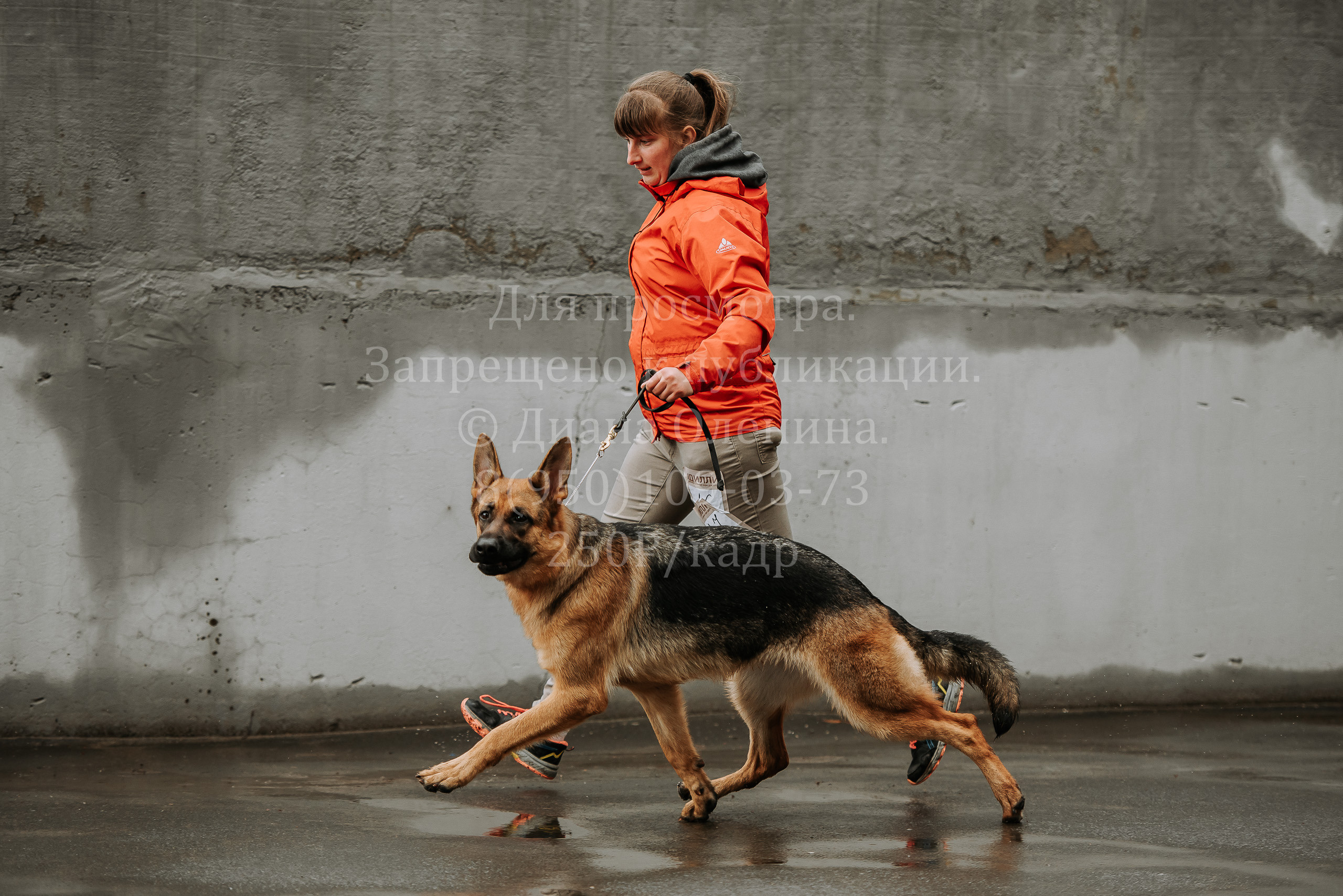 Выставка собак Братск 3 сентября 2022 Фаворит. Фотограф Диана Оленина Красноярск / Братск