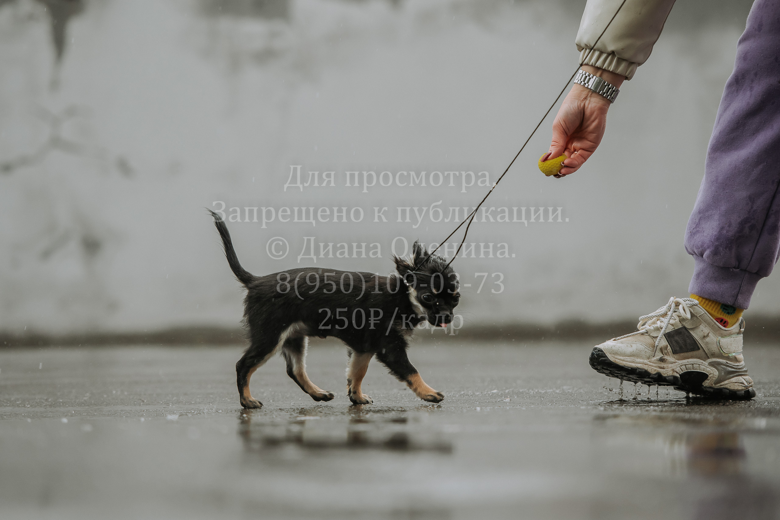 Выставка собак Братск 3 сентября 2022 Фаворит. Фотограф Диана Оленина Красноярск / Братск